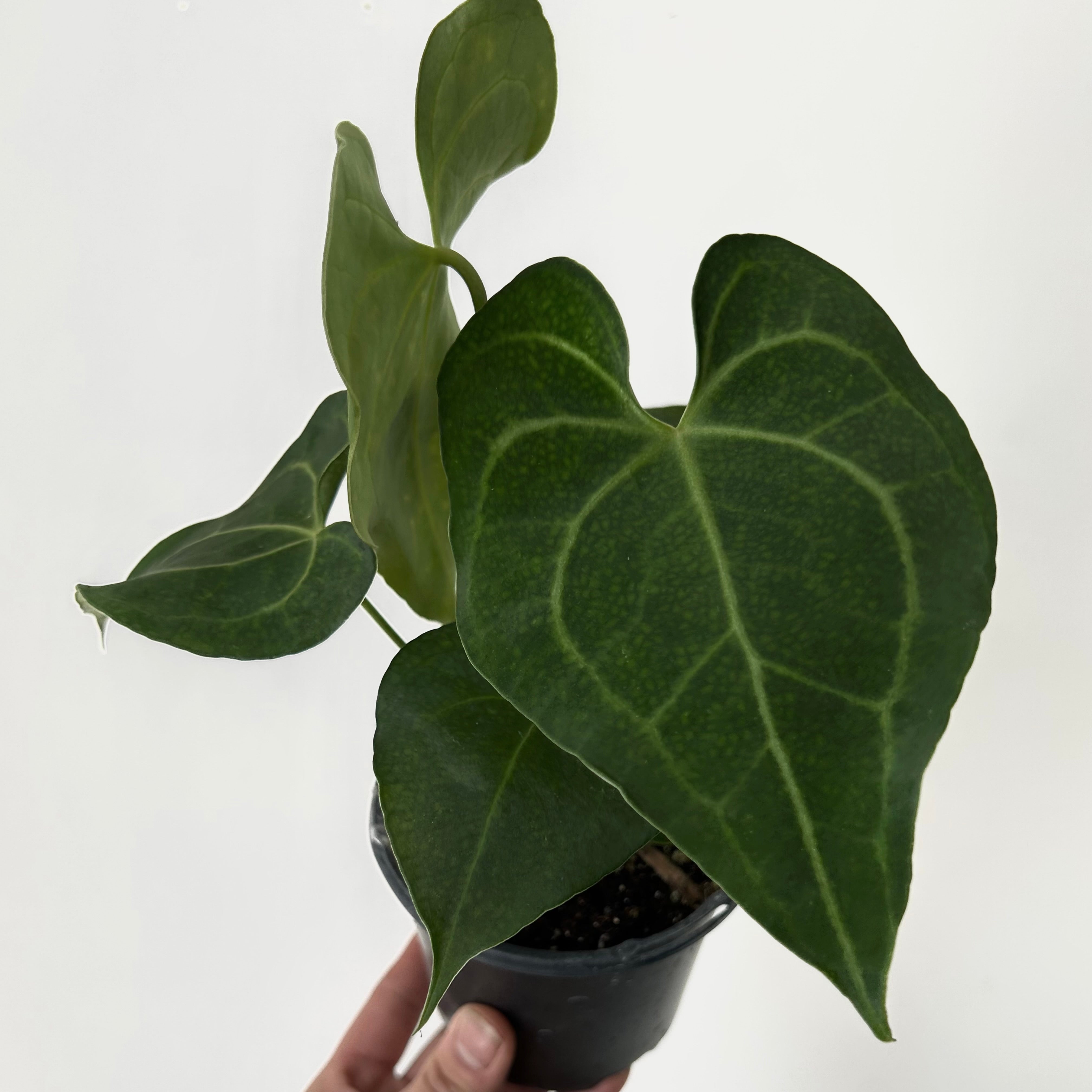 Anthurium Clarinervium 4”pot
