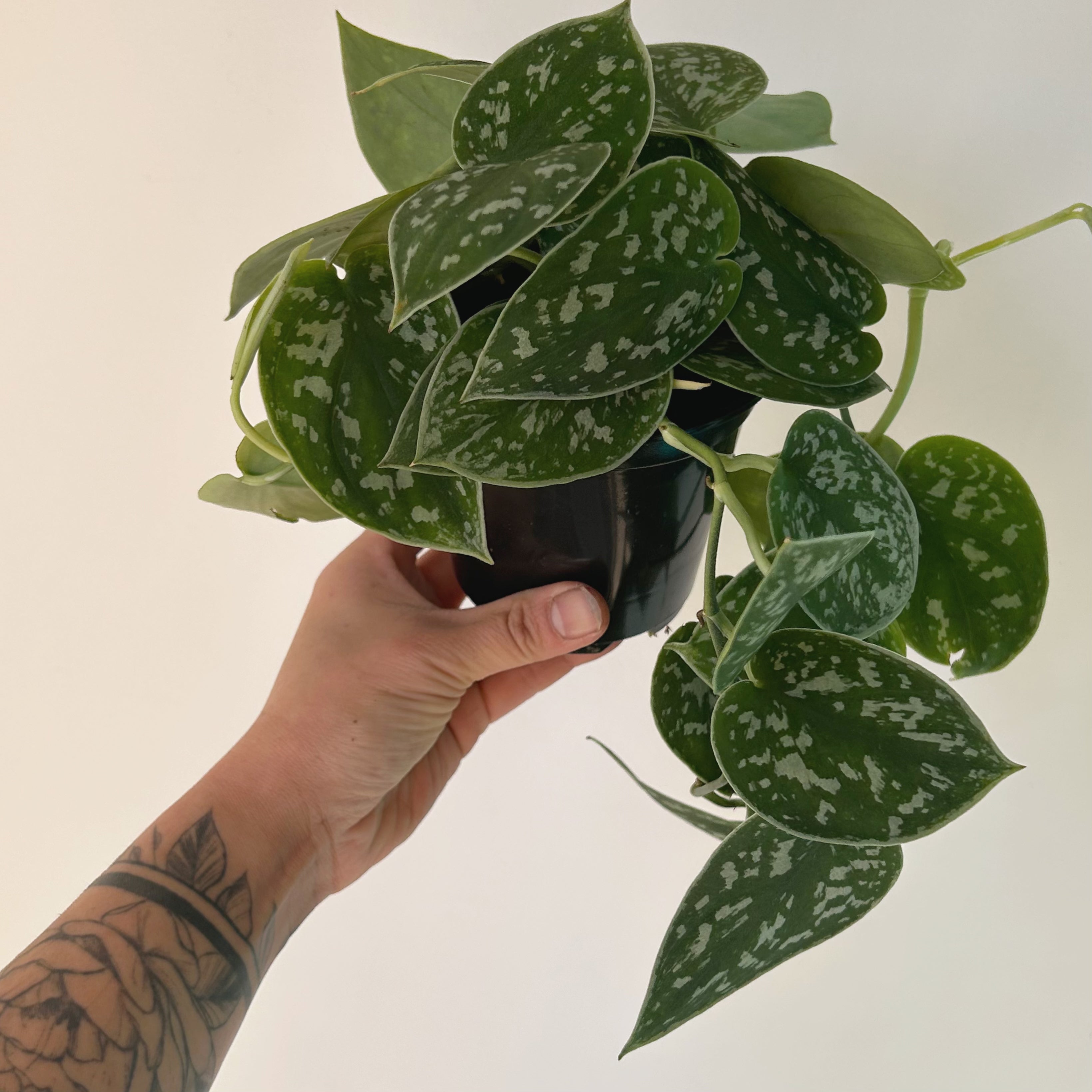 Scindapsus Pictus Argyraeus 4” pot