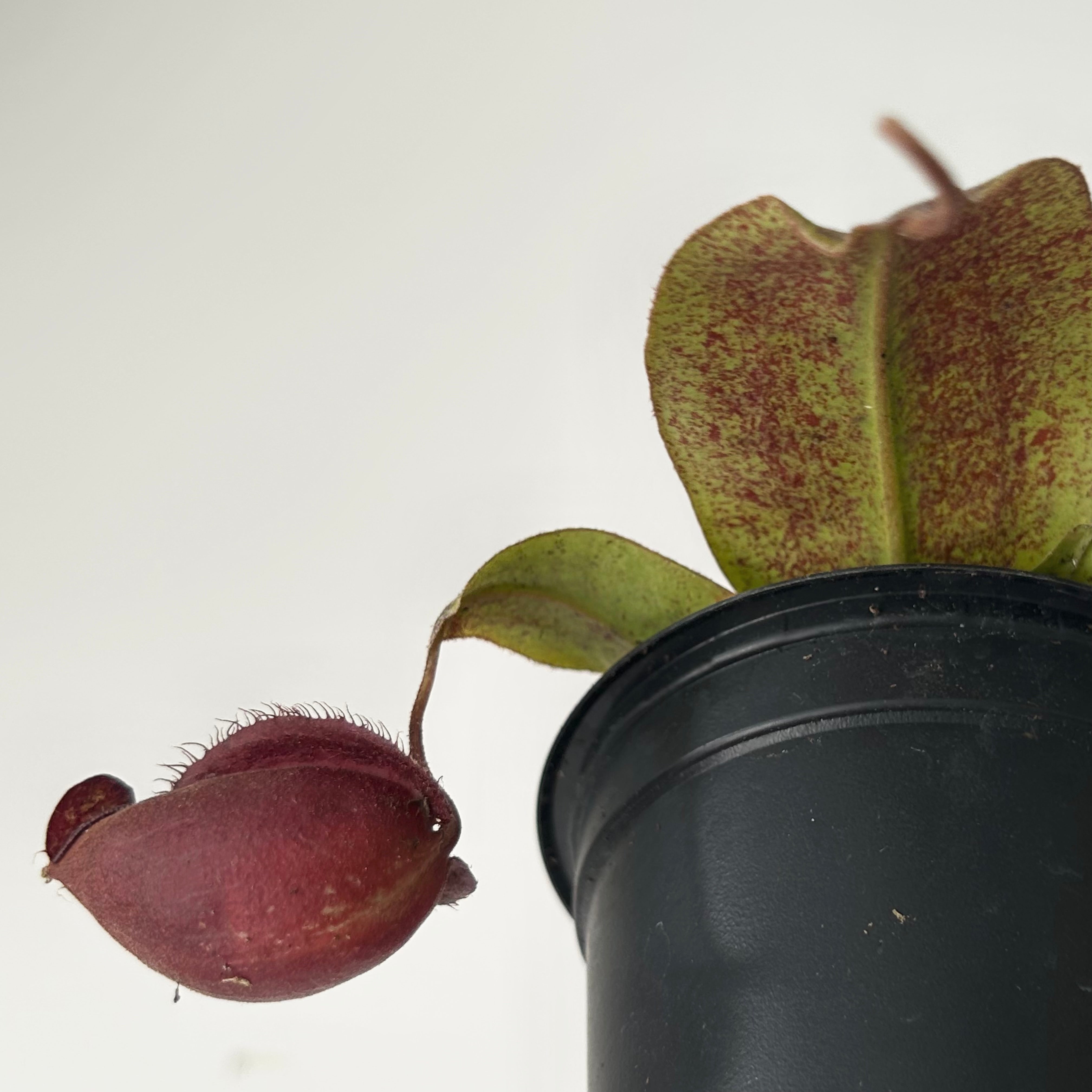 Carnivorous Pitcher Plant (Nepenthes) 3.5” pot