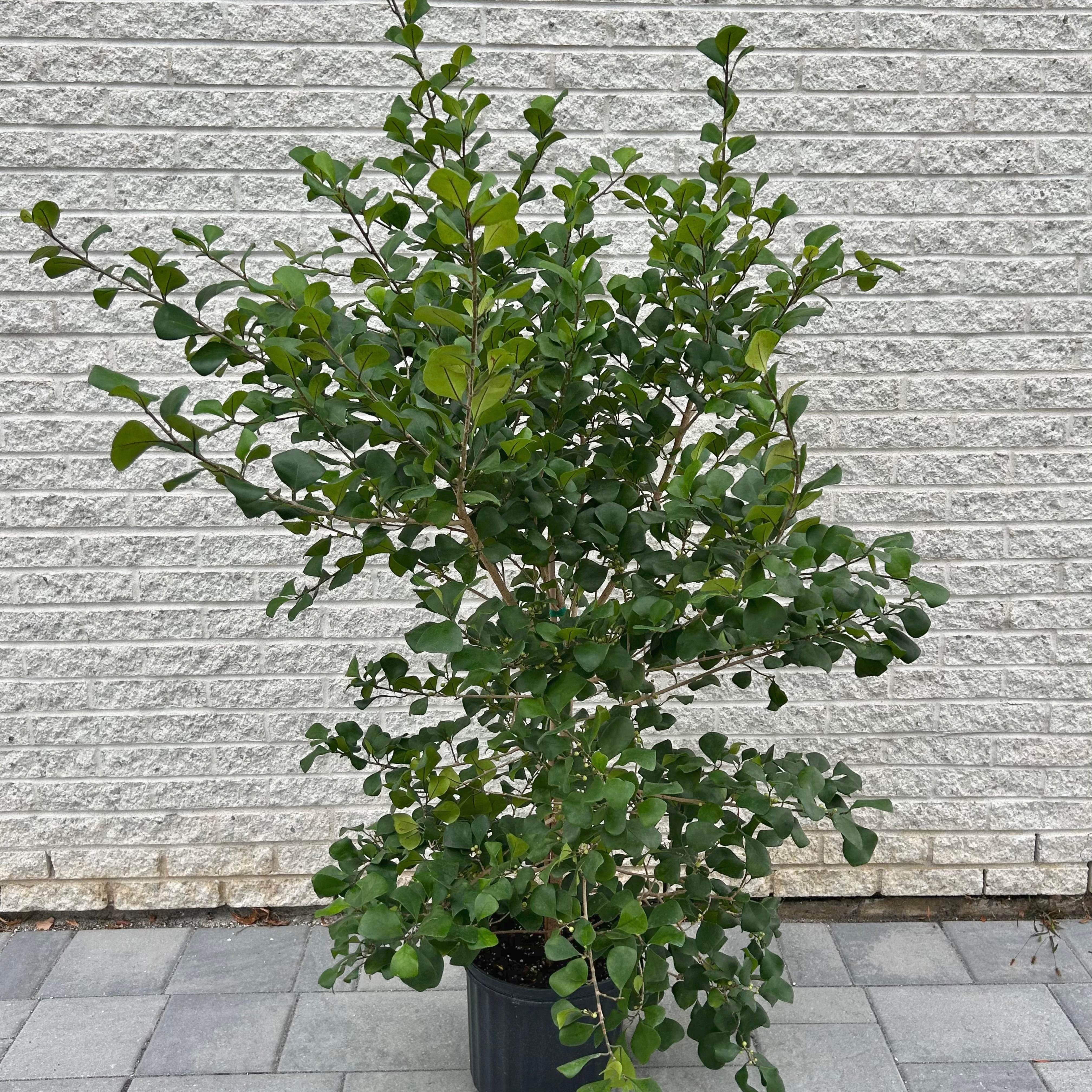 Natal Fig Bush (Ficus natalensis) approximately 5ft +in 10” pot