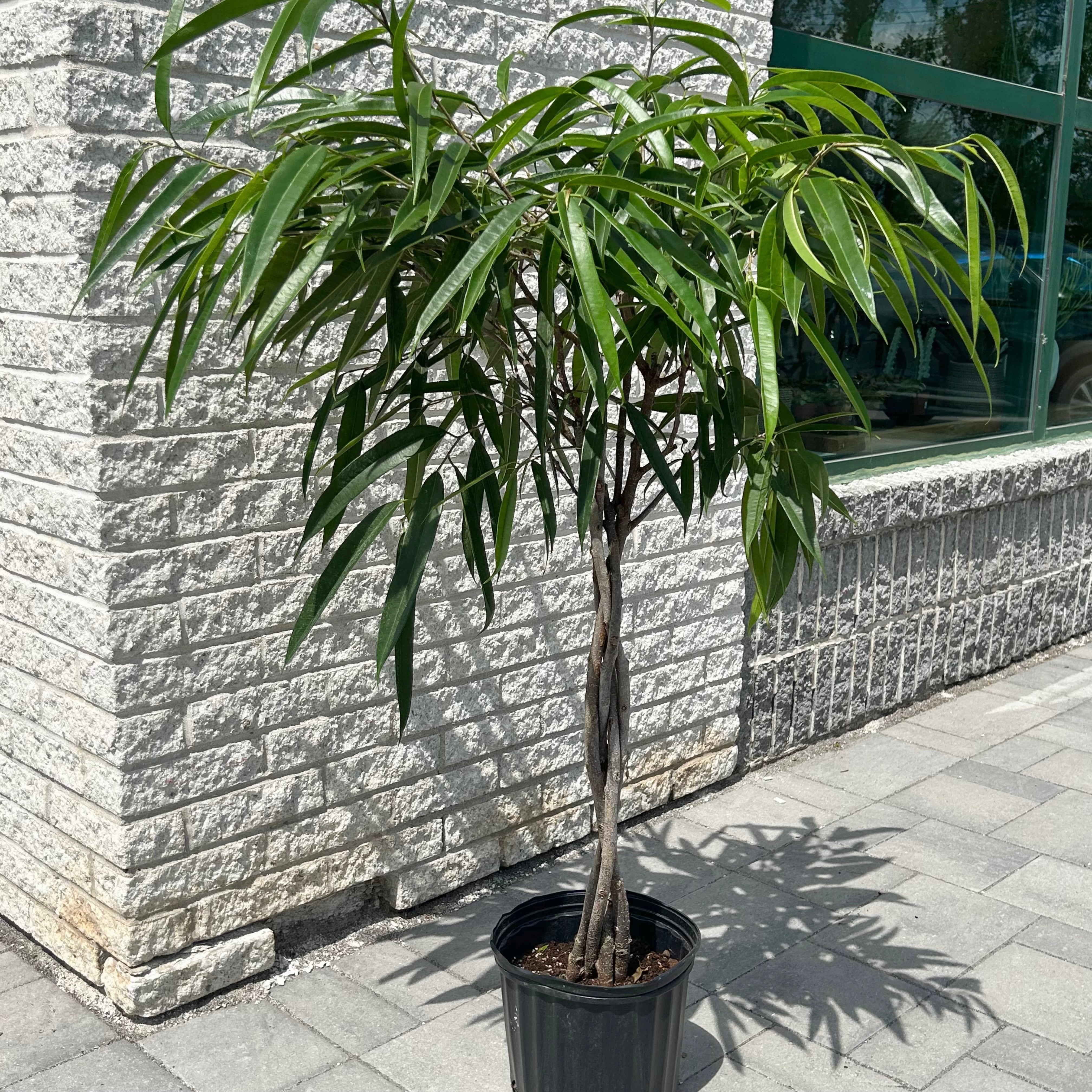 Ficus “Alii” (maclellandii) approximately 4.5 ft in 10” pot