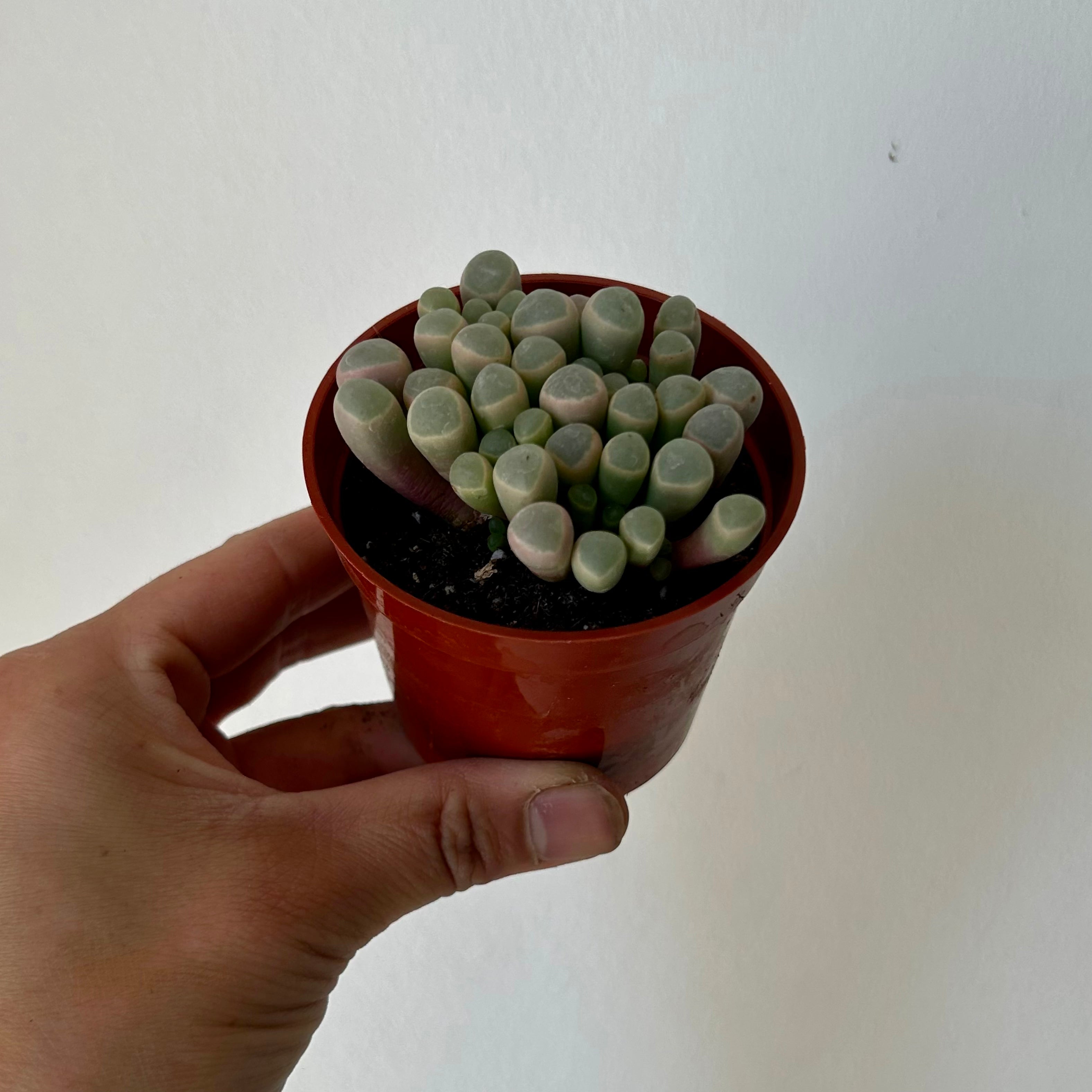 Baby Toes Succulent (Fenestraria rhopalophyll) 2.75”pot