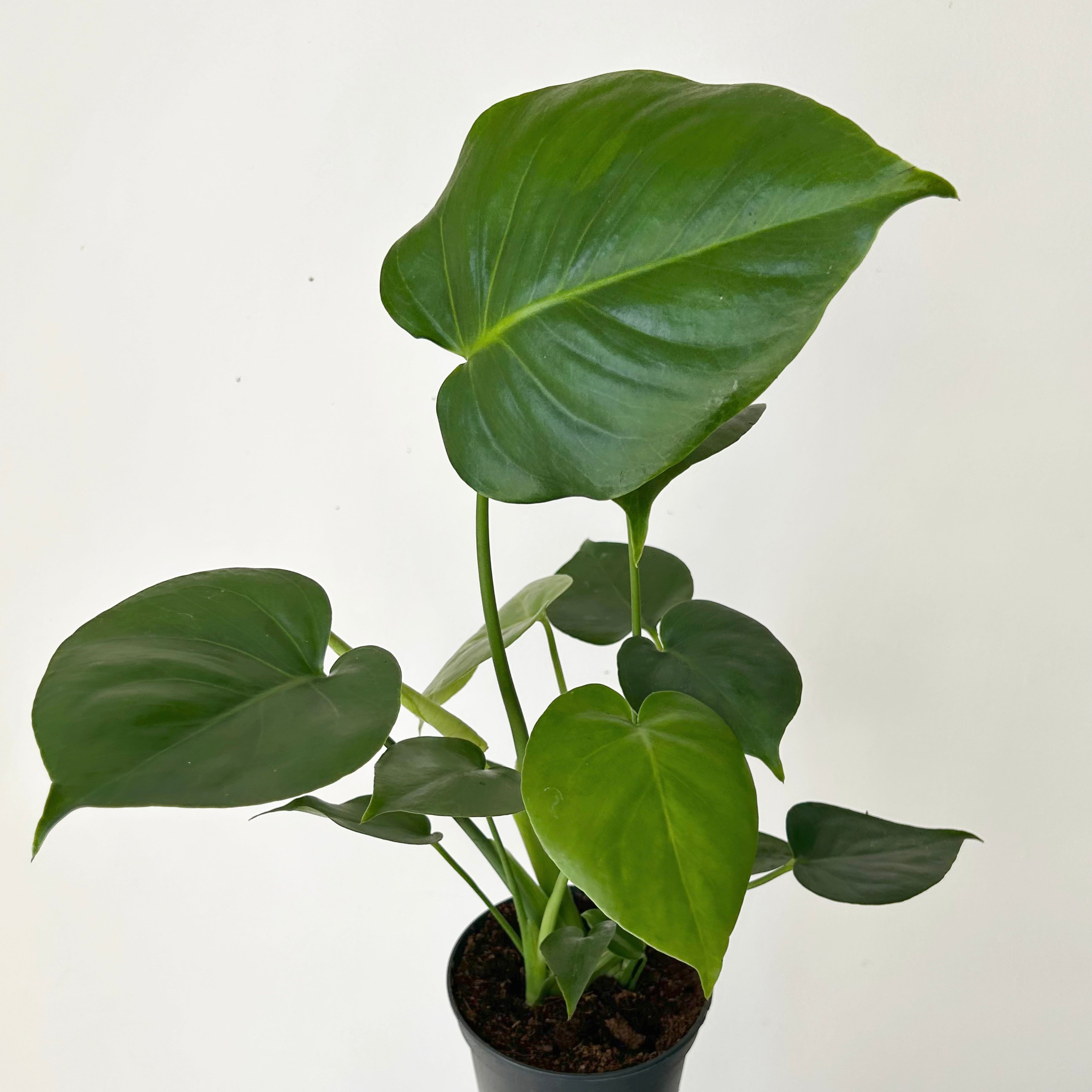 Monstera deliciosa in 5”pot