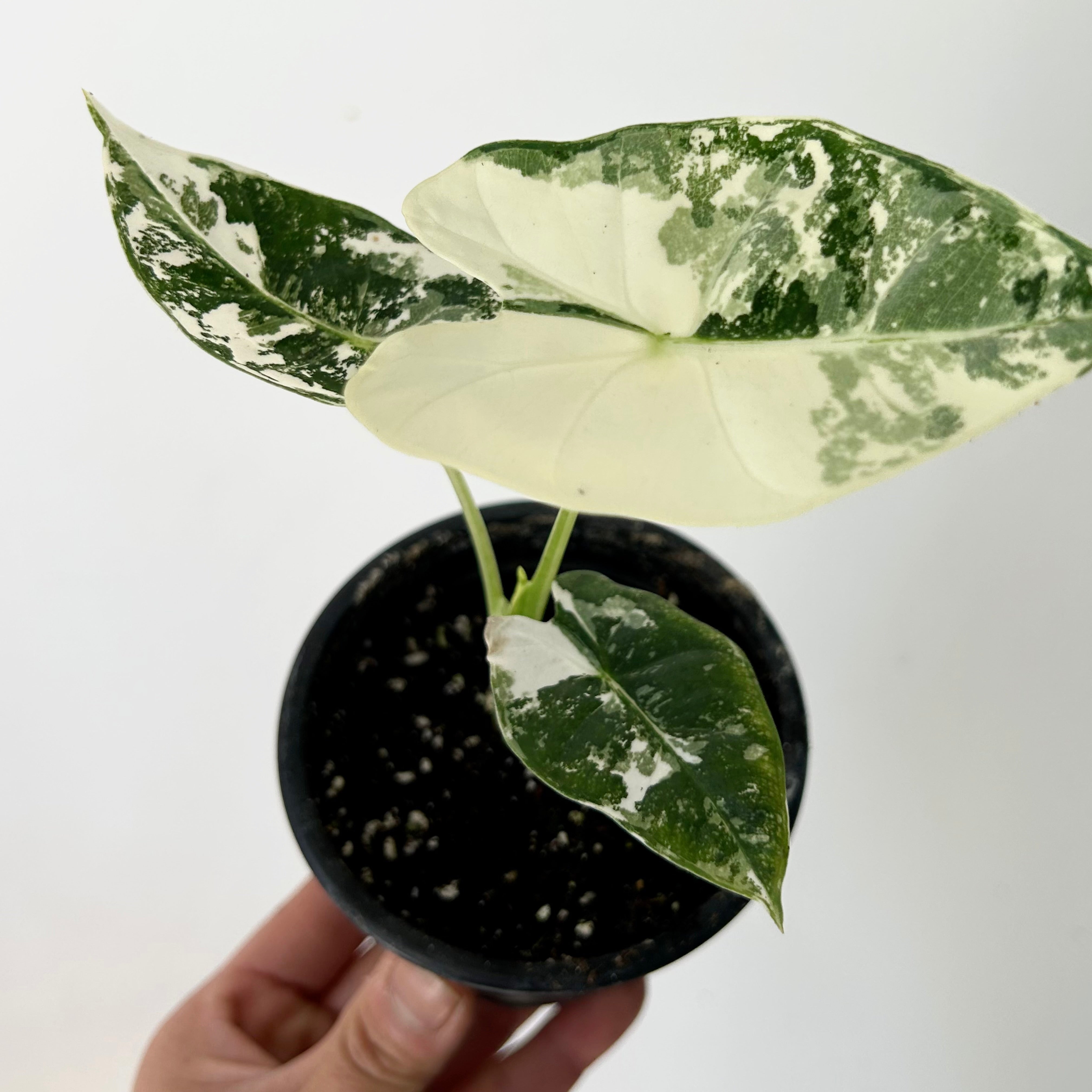 Variegated Alocasia frydek 3.5”pot