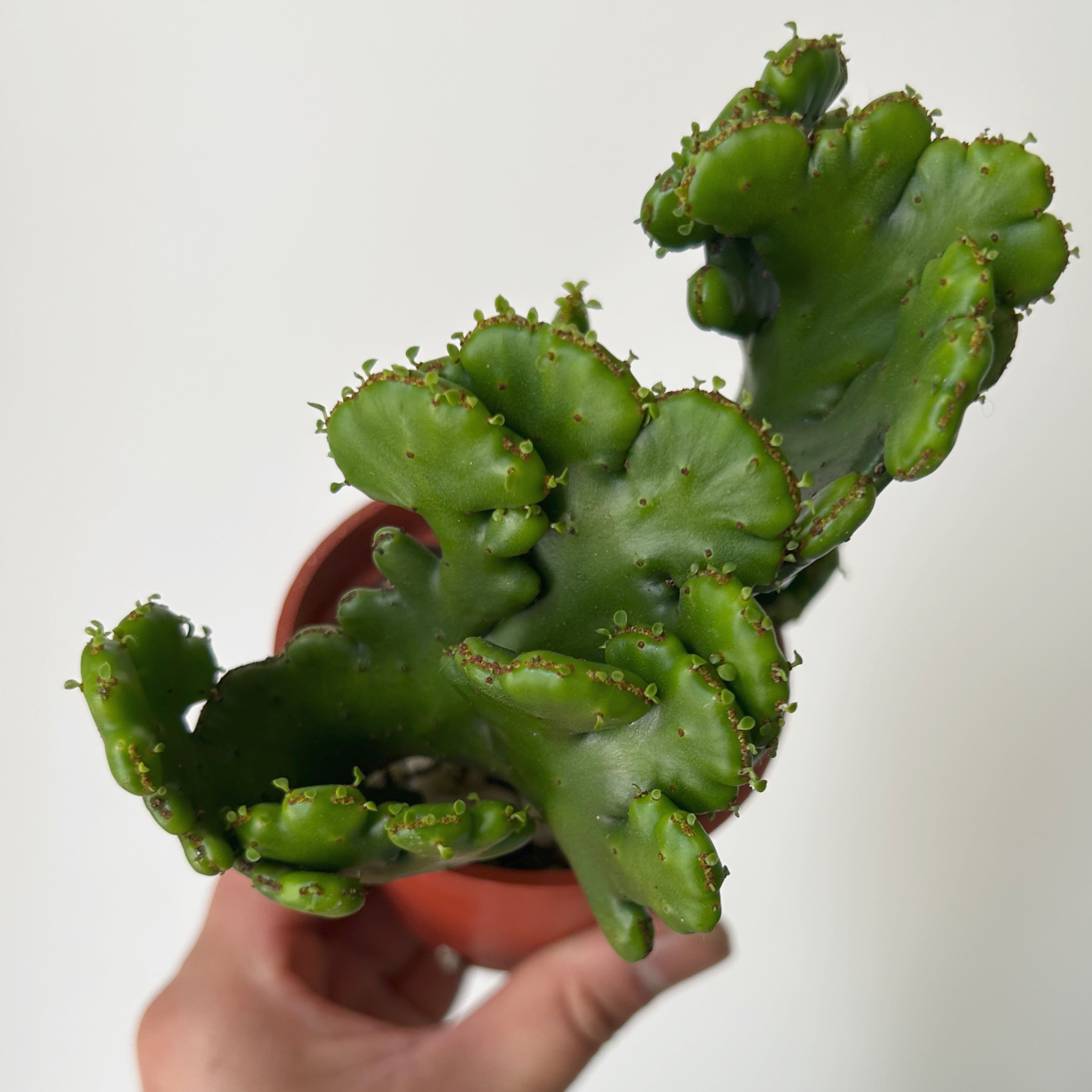 Euphorbia oncoclada cristata 3” pot
