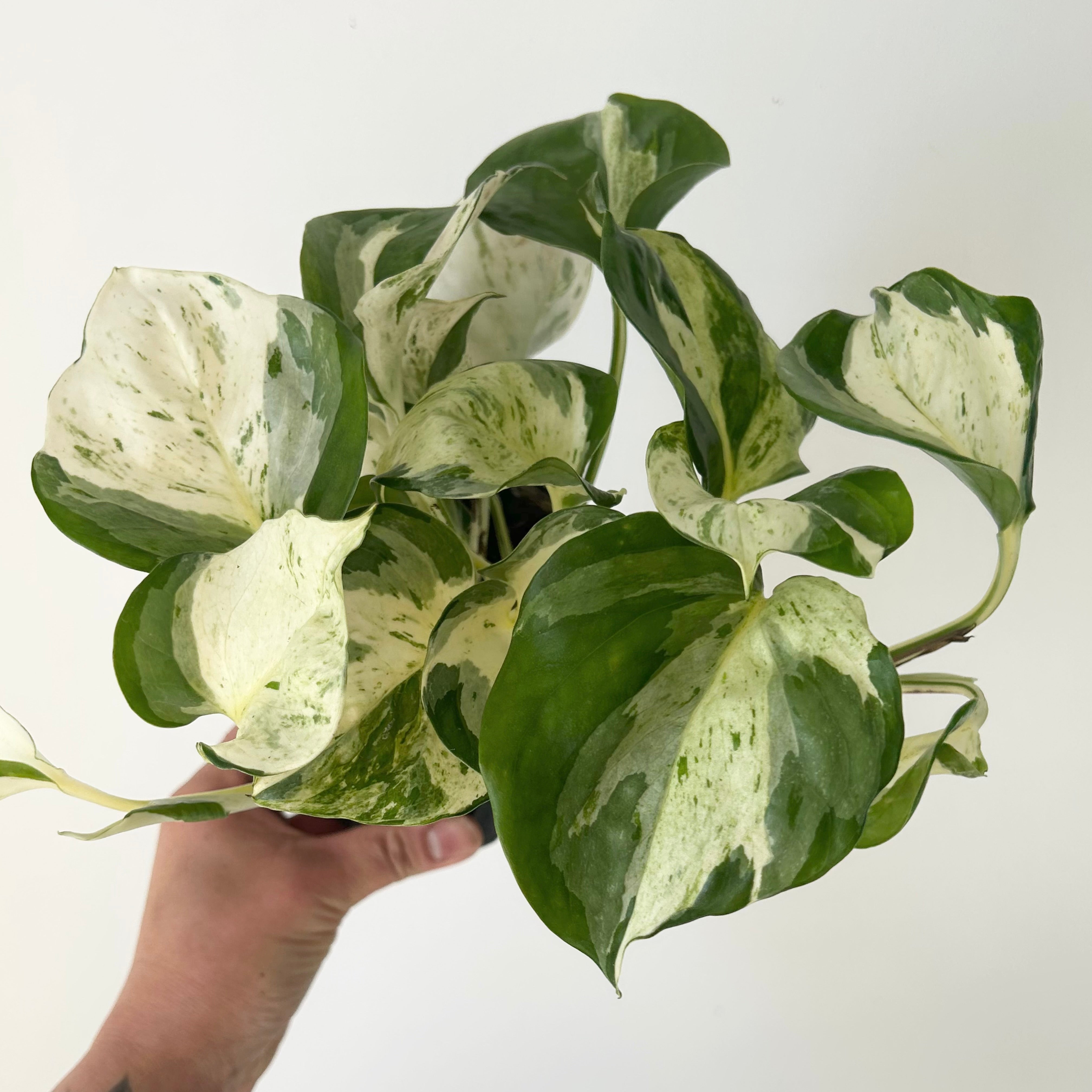 Manjula pothos 4”pot