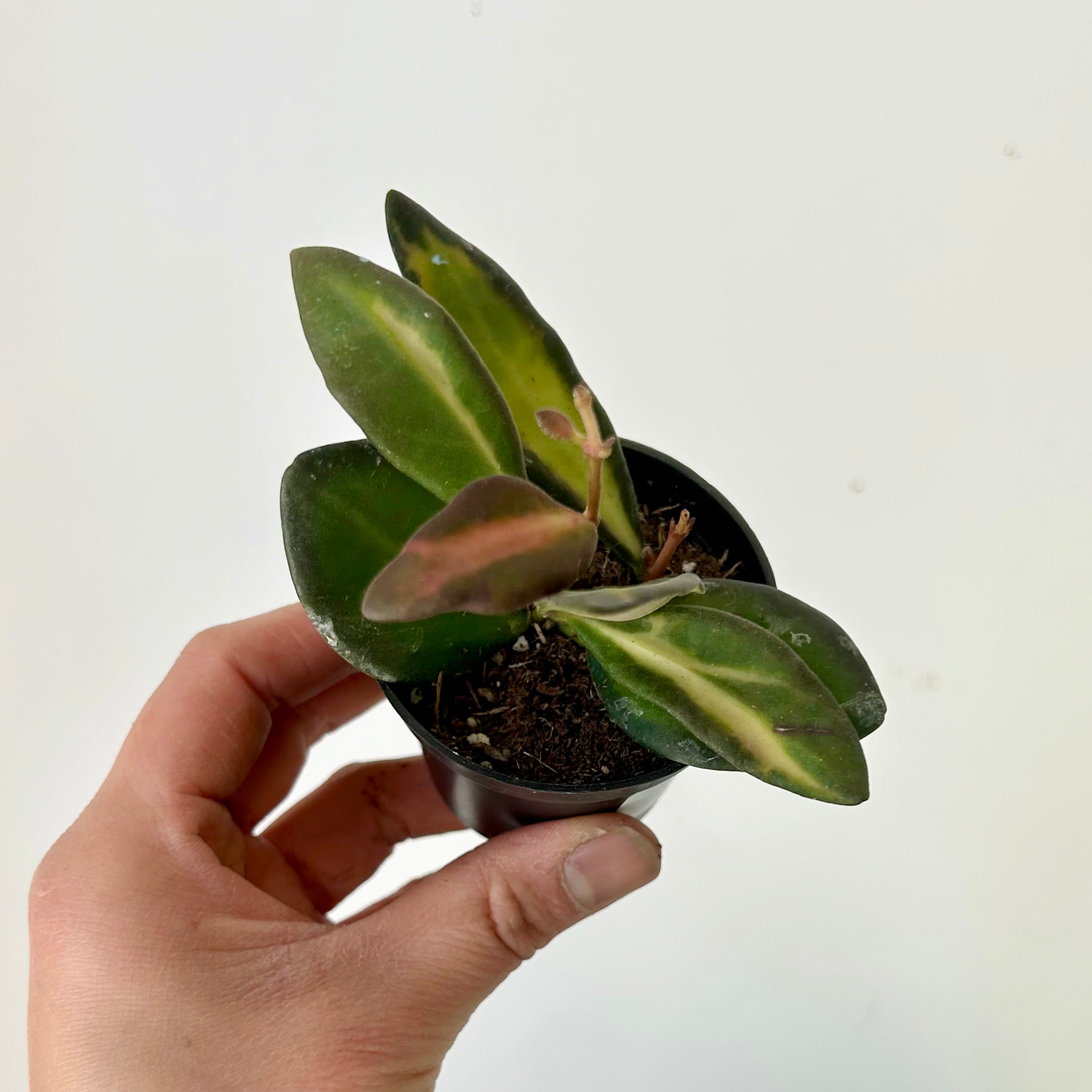 Hoya sp. aff. burtoniae variegated 2.5”pot