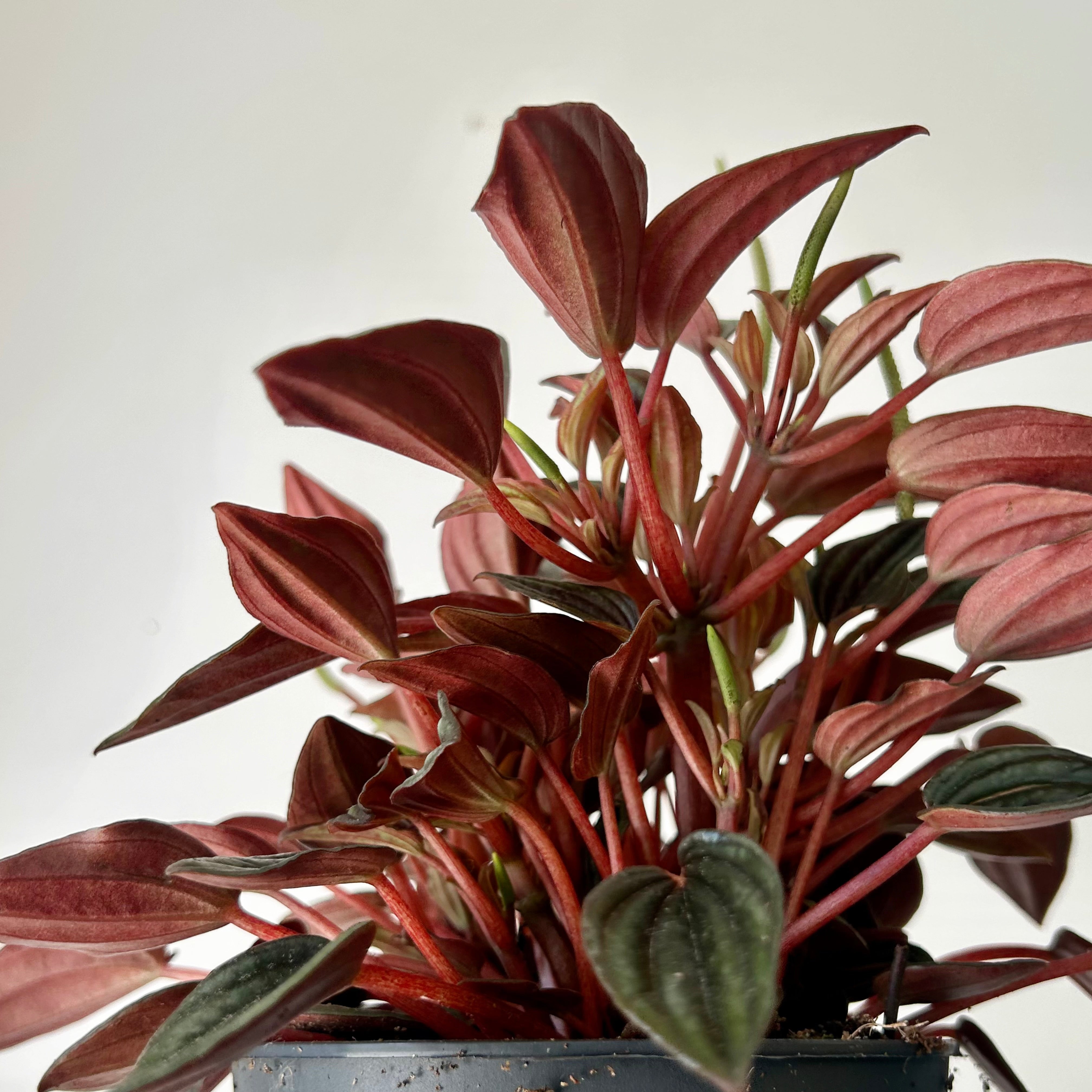 Peperomia caperata “Lima” 5” pot