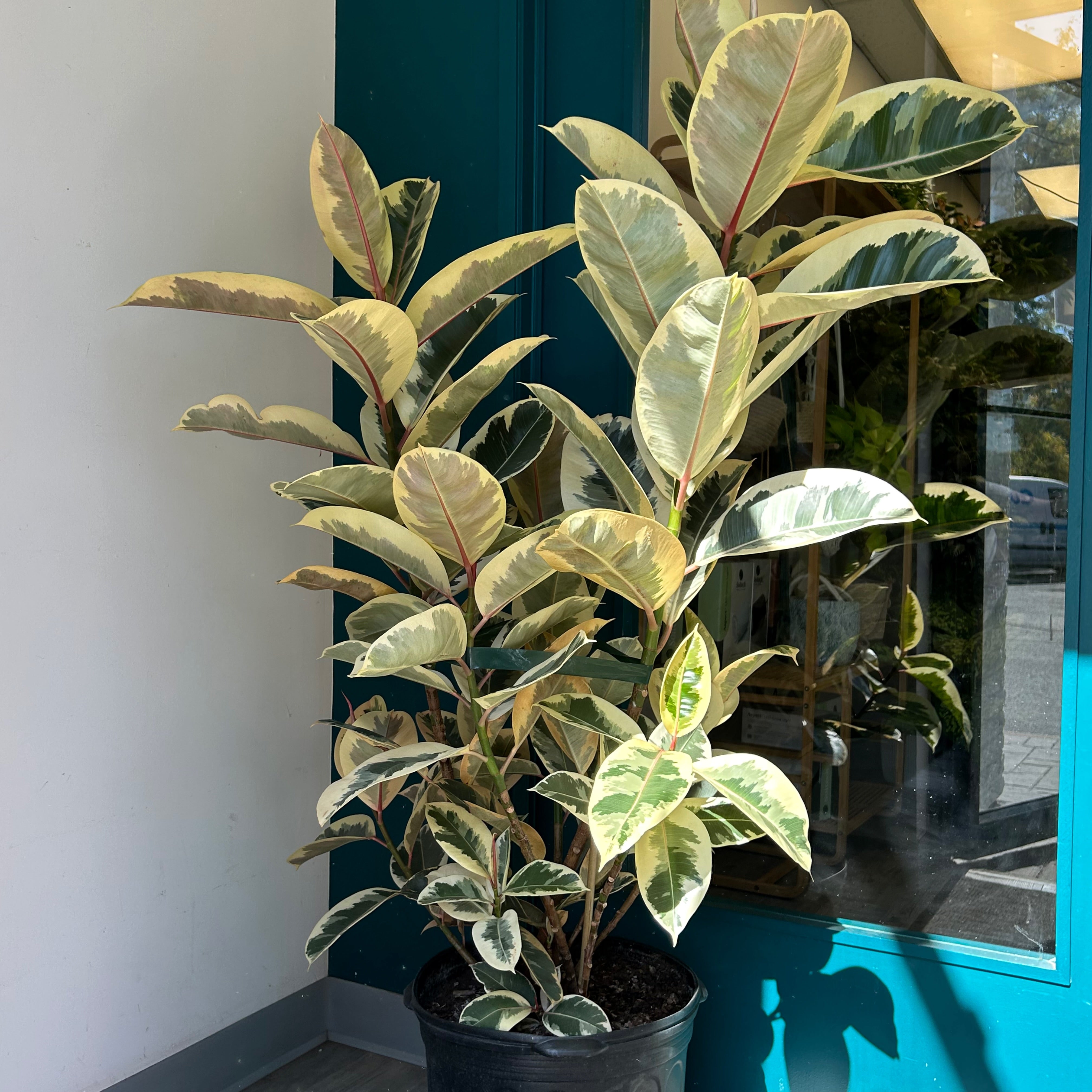 Ficus Elastica “Tineke” column approximately 5ft tall in 14”pot