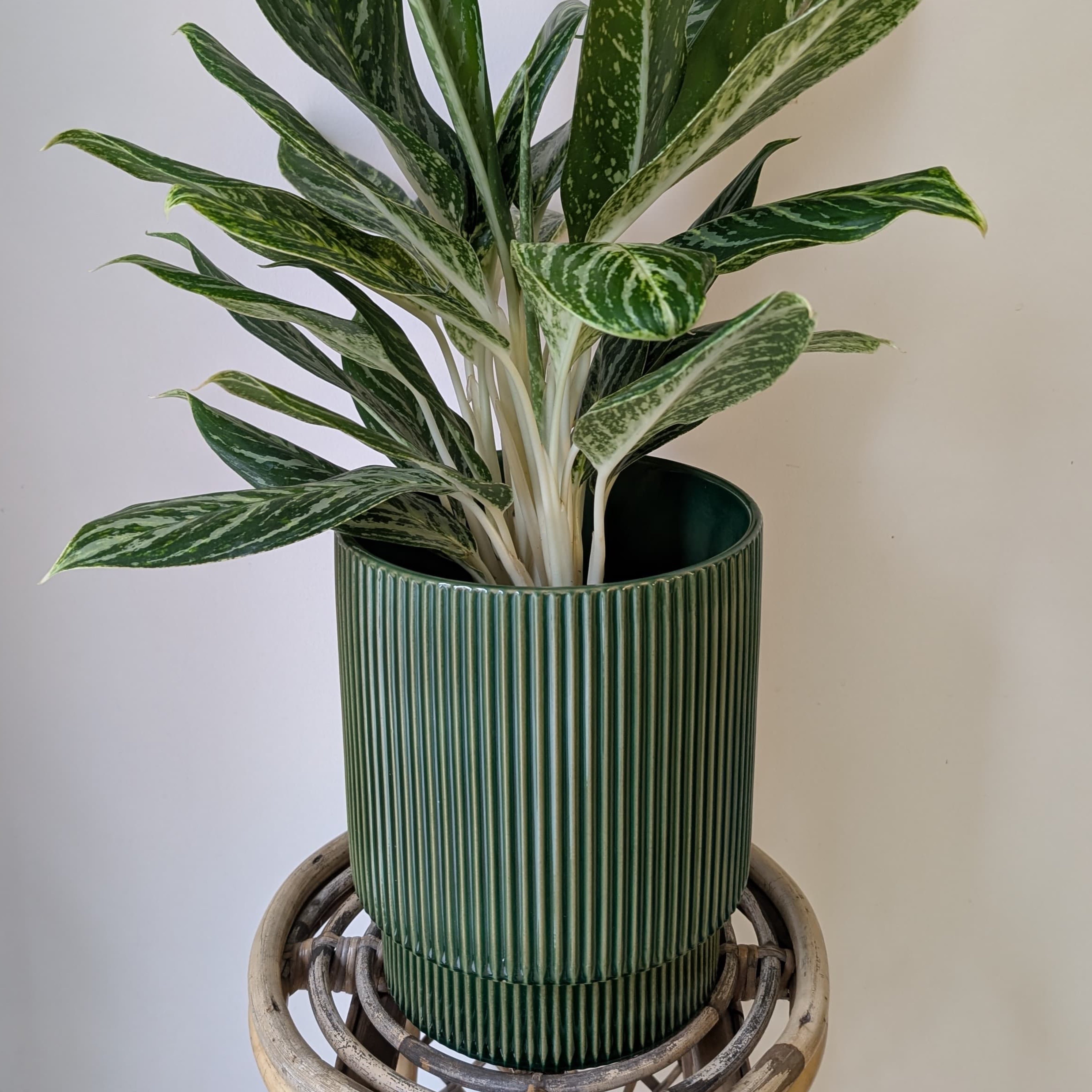 MORRIGAN GREEN Raised Decorative Pot (available in two sizes).