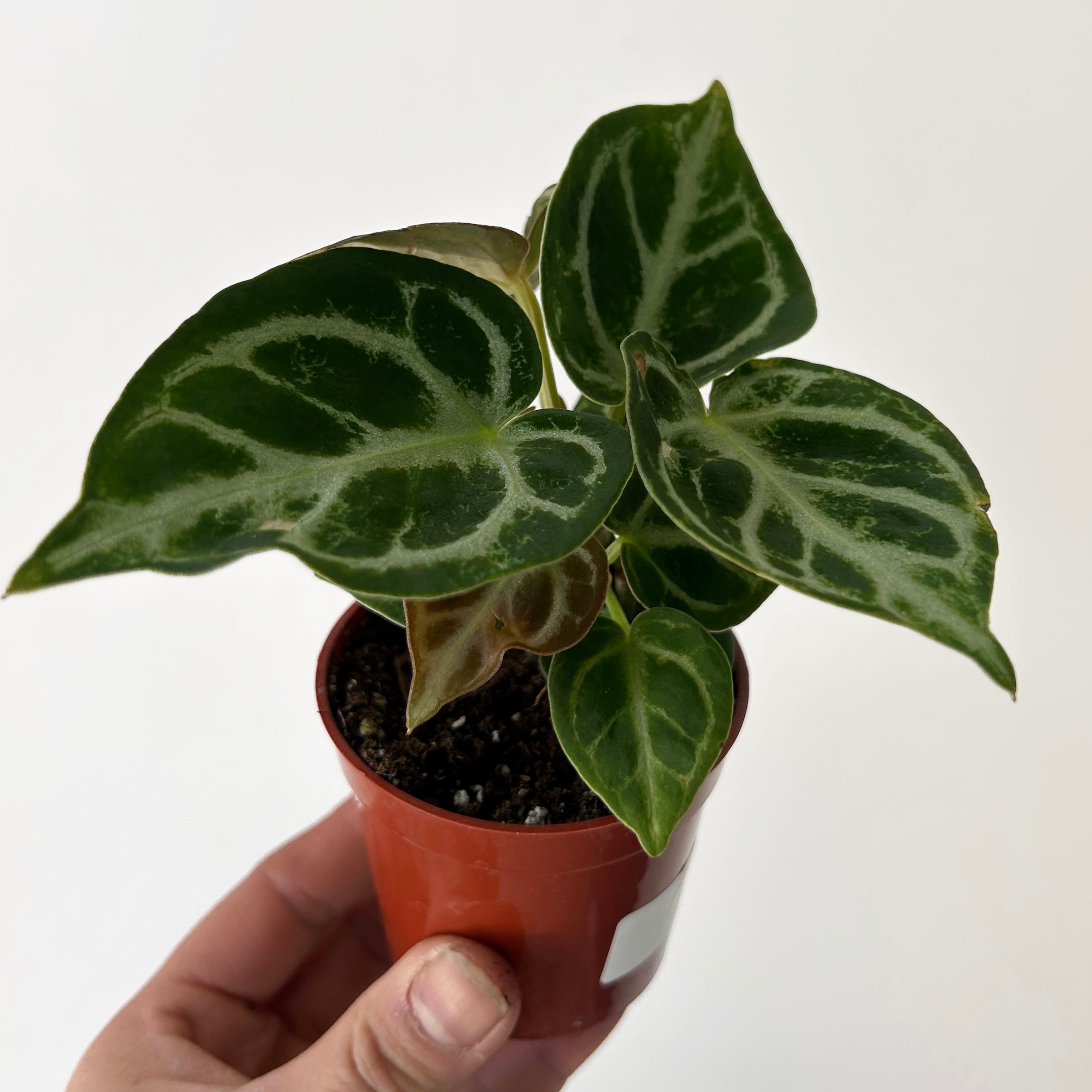Anthurium dorayaki X 3” pot