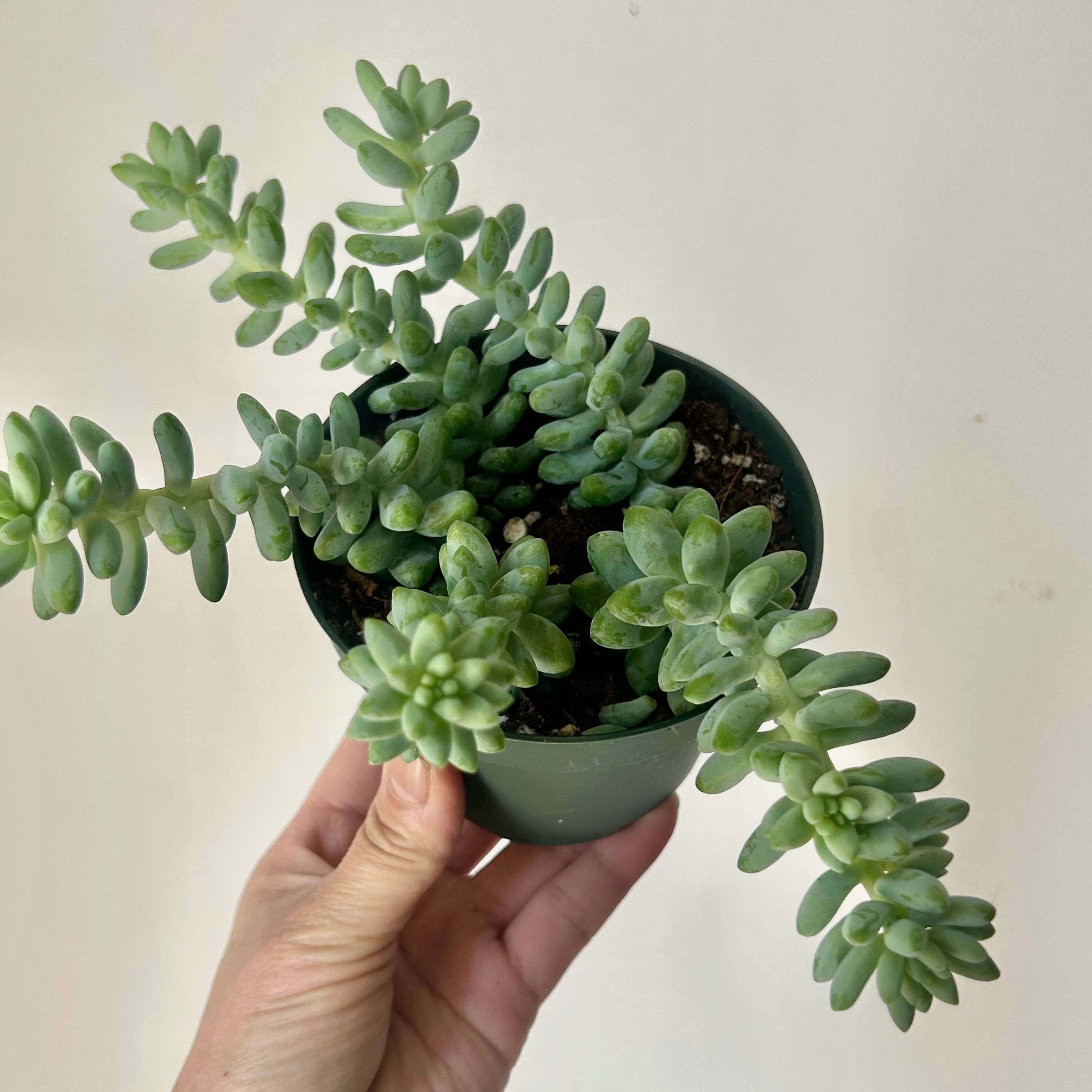 Burro's Tail Succulent (Sedum Morganianum) “Burrito"4”pot