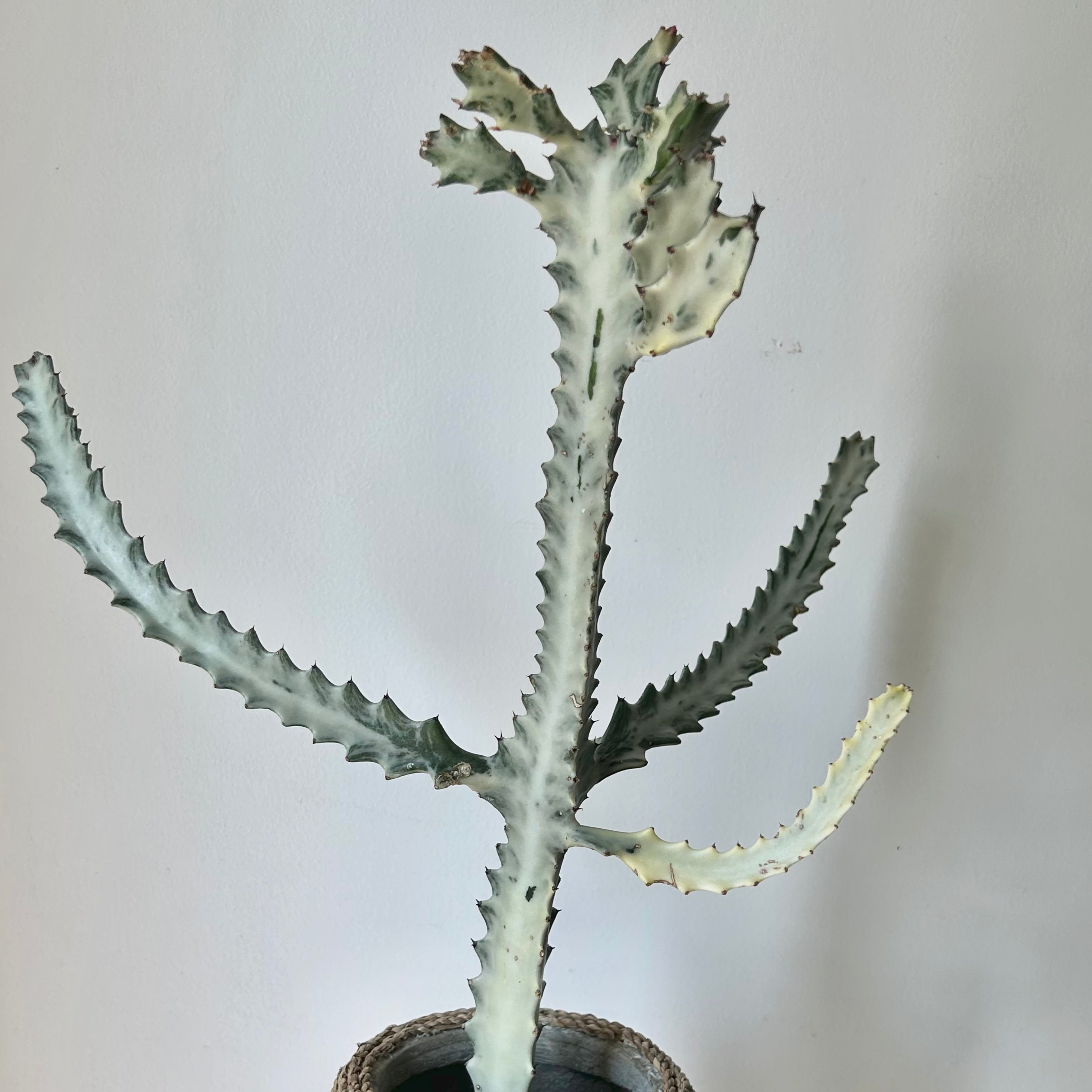 Euphorbia Lactea 'White Ghost' 4”pot approximately 22 inches tall