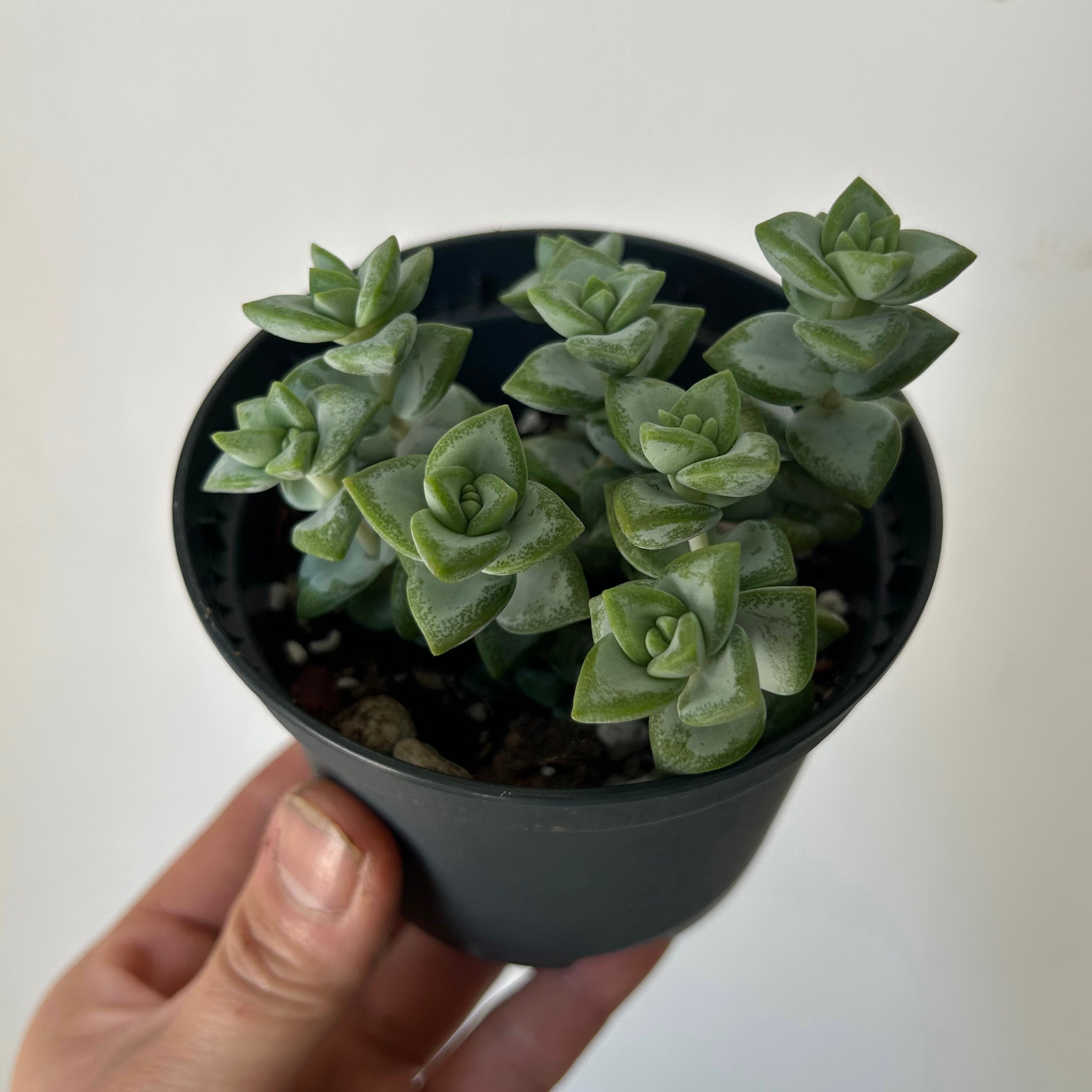 Crassula Rupestris 3.5” pot