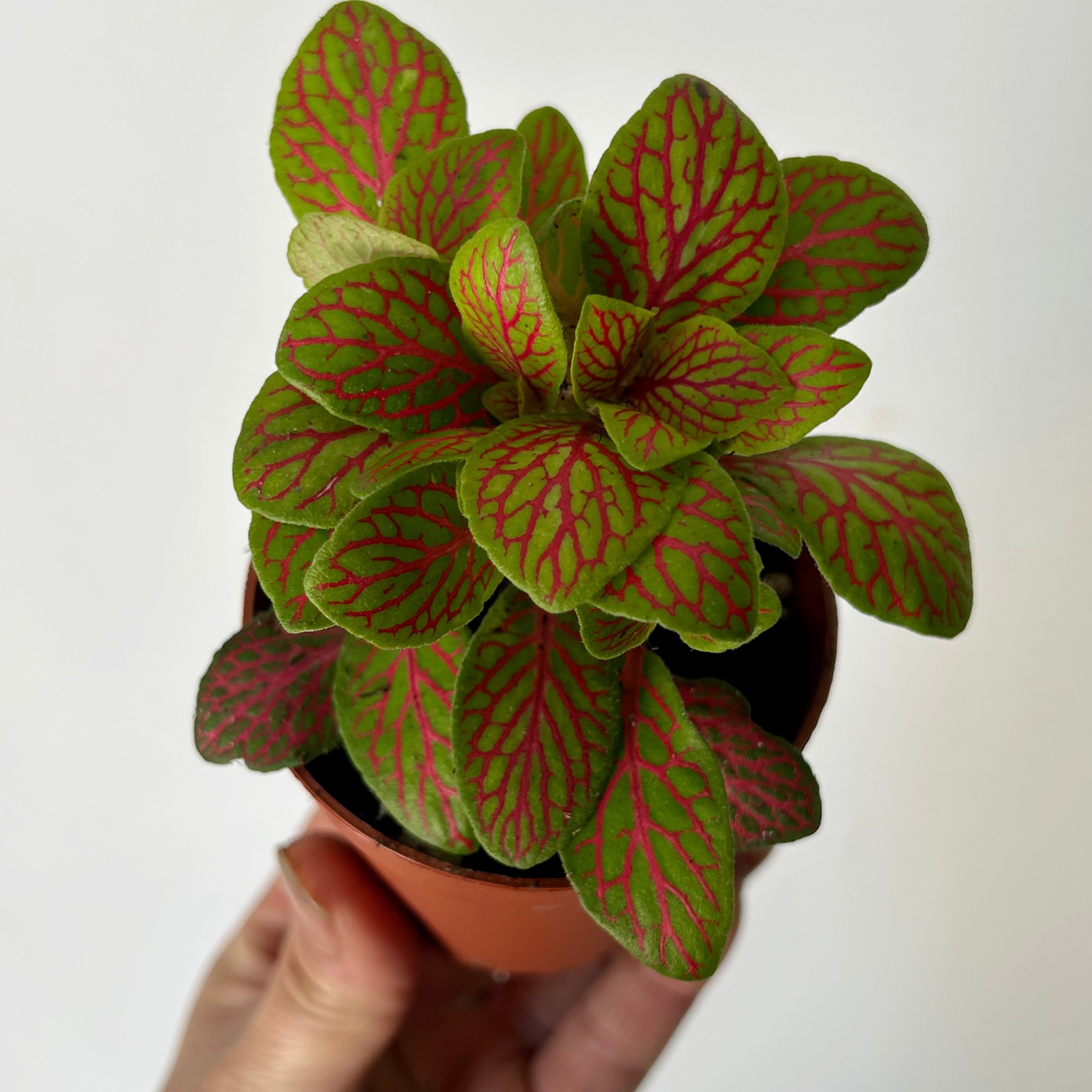 Nerve Plant (Fittonia) 2.75”pot