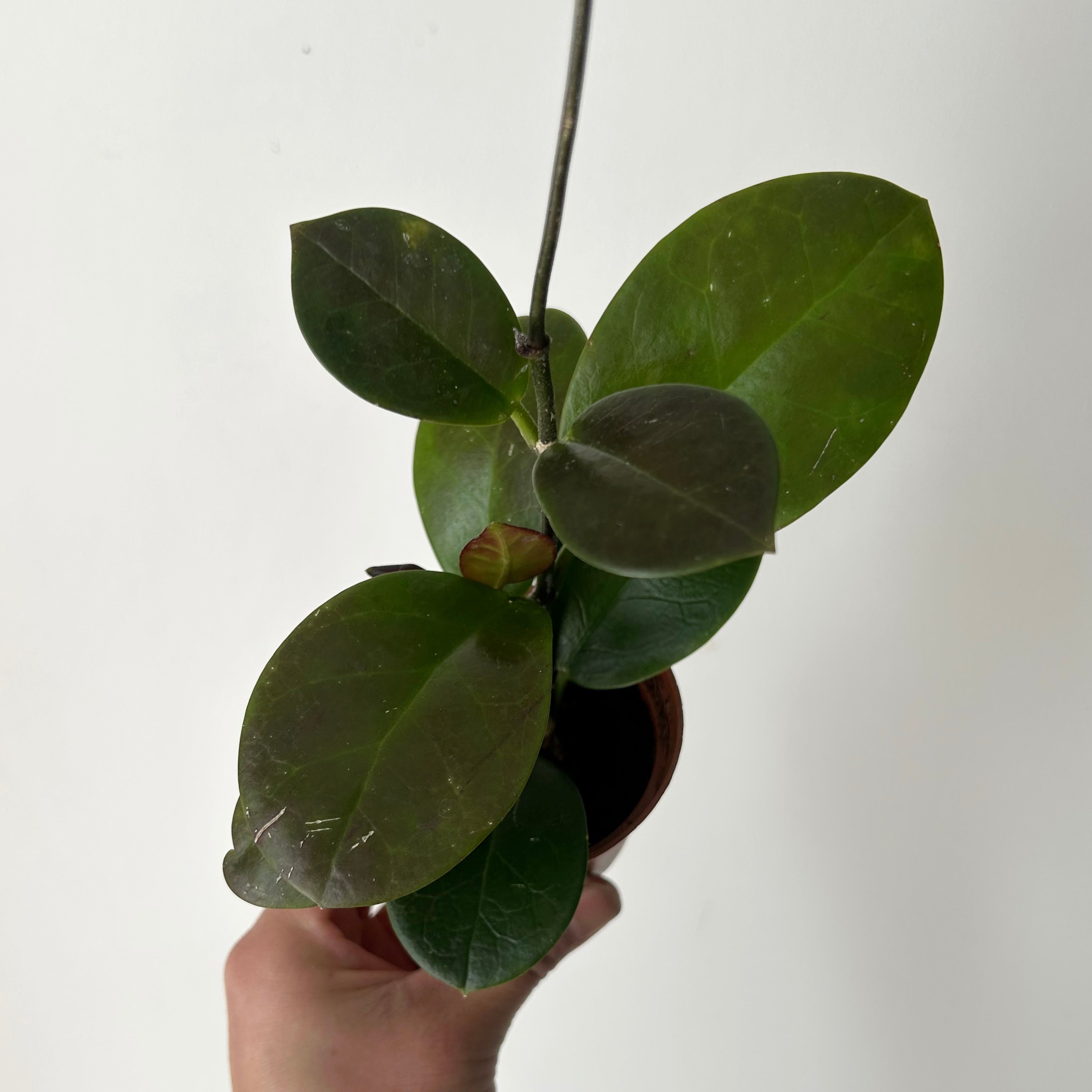 Hoya Australis 2.5”pot