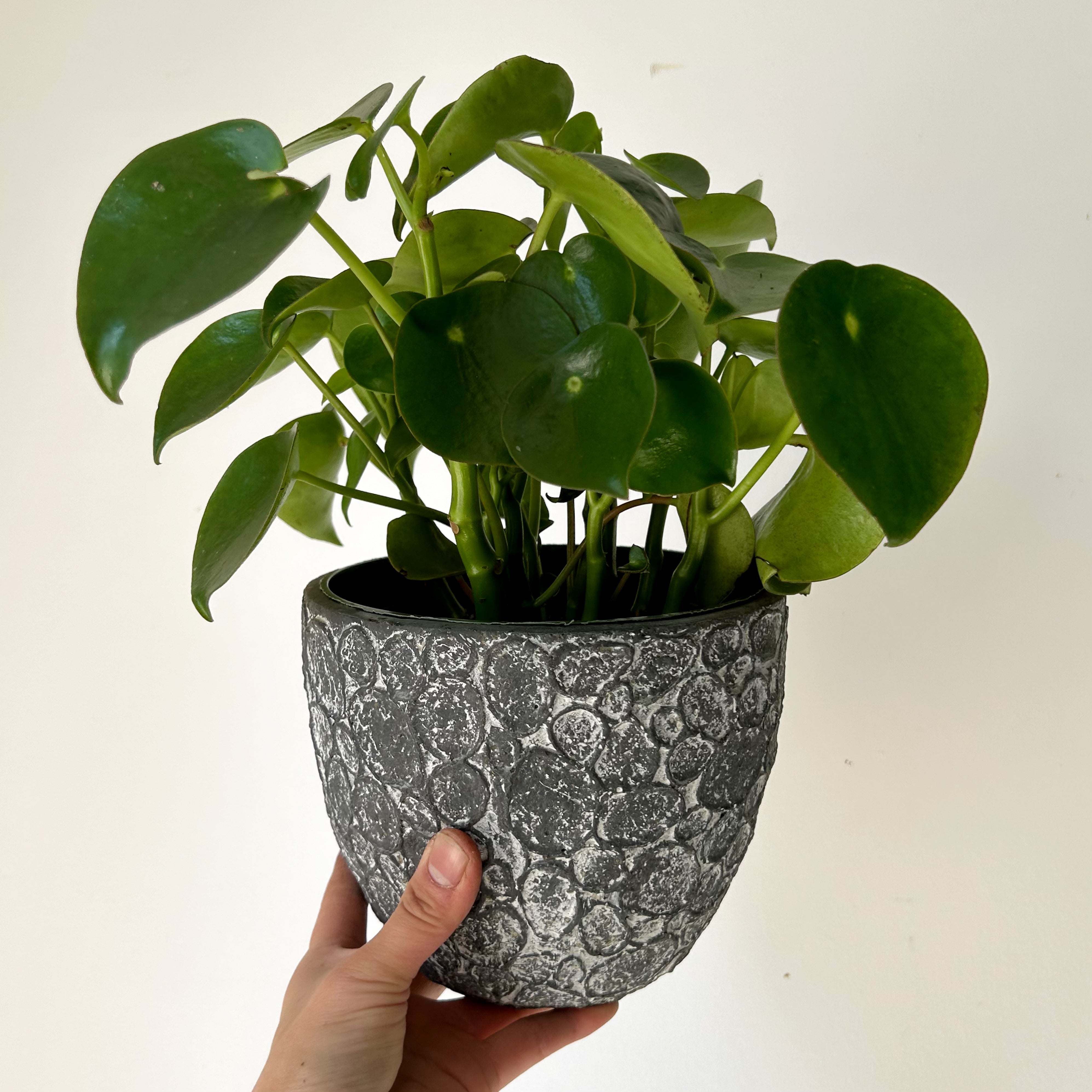 Peperomia “Raindrop” 6” pot