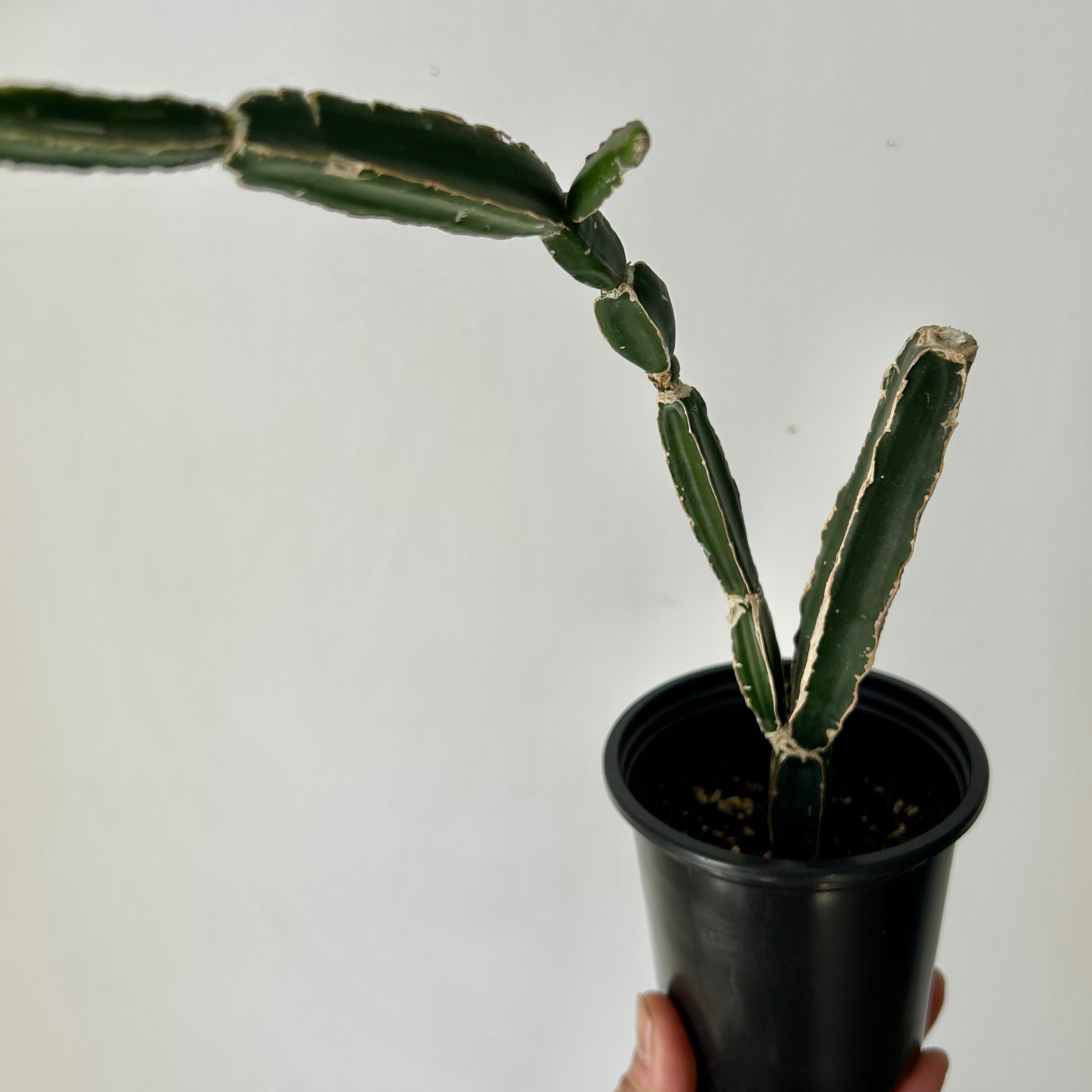Grape Veldt (Cissus quadrangularis) 3.5”pot
