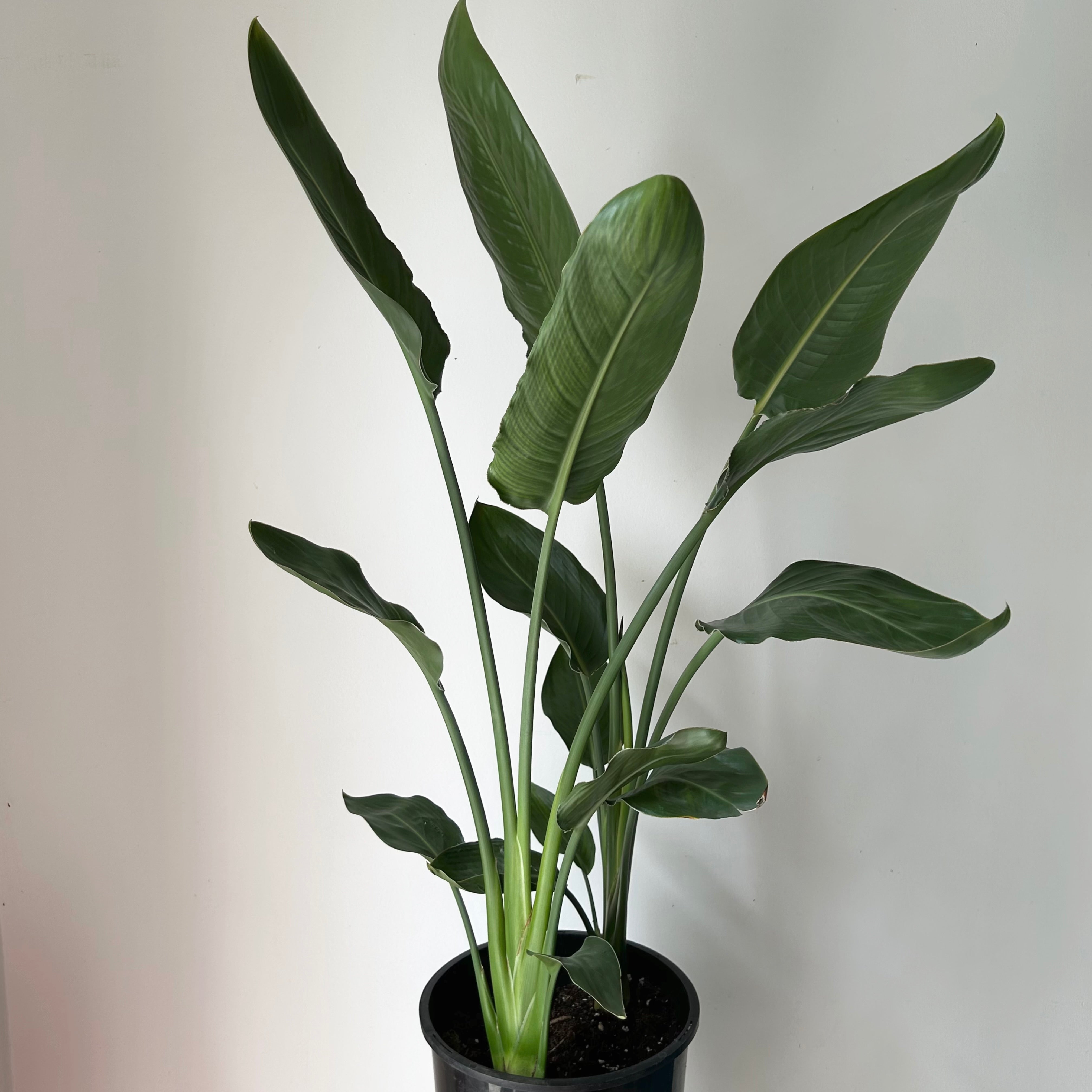 Bird of Paradise (Orange) approximately 3 ft tall in 10” pot