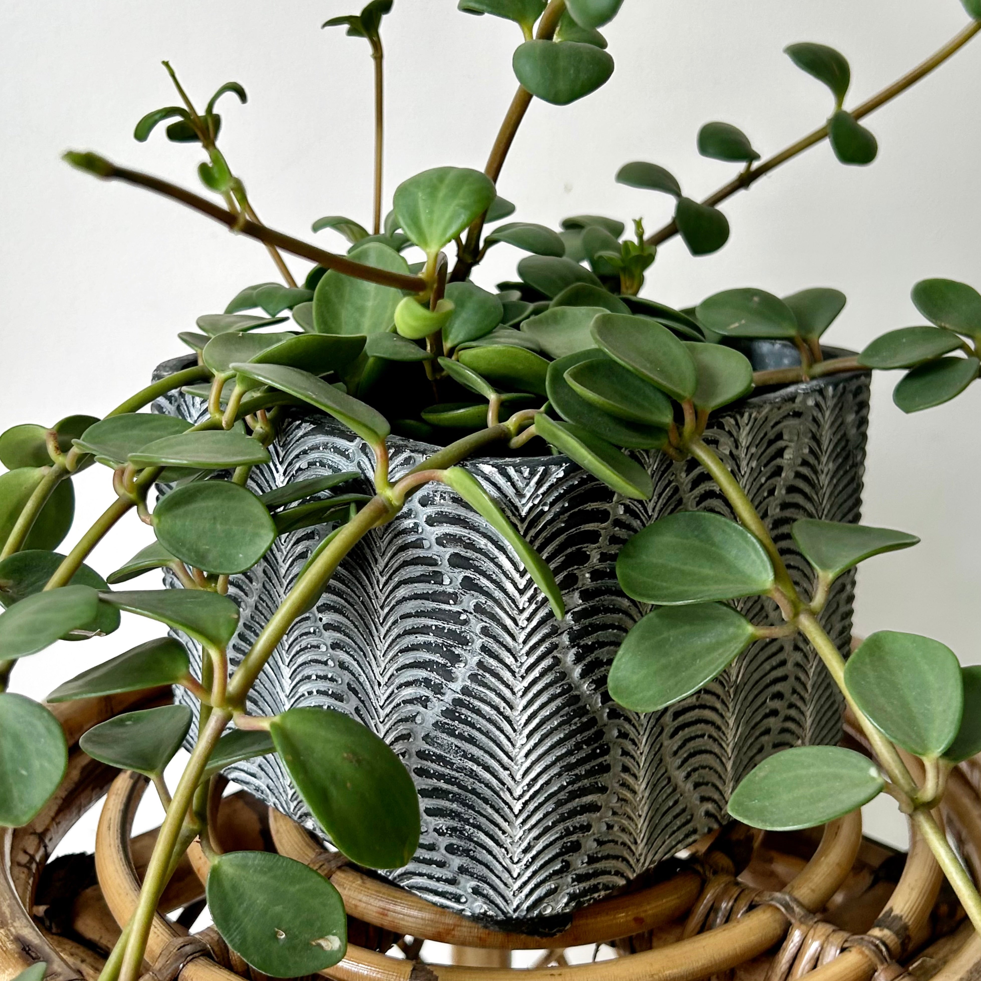 CLEO Decorative Square Pot (6”X6”X6”)