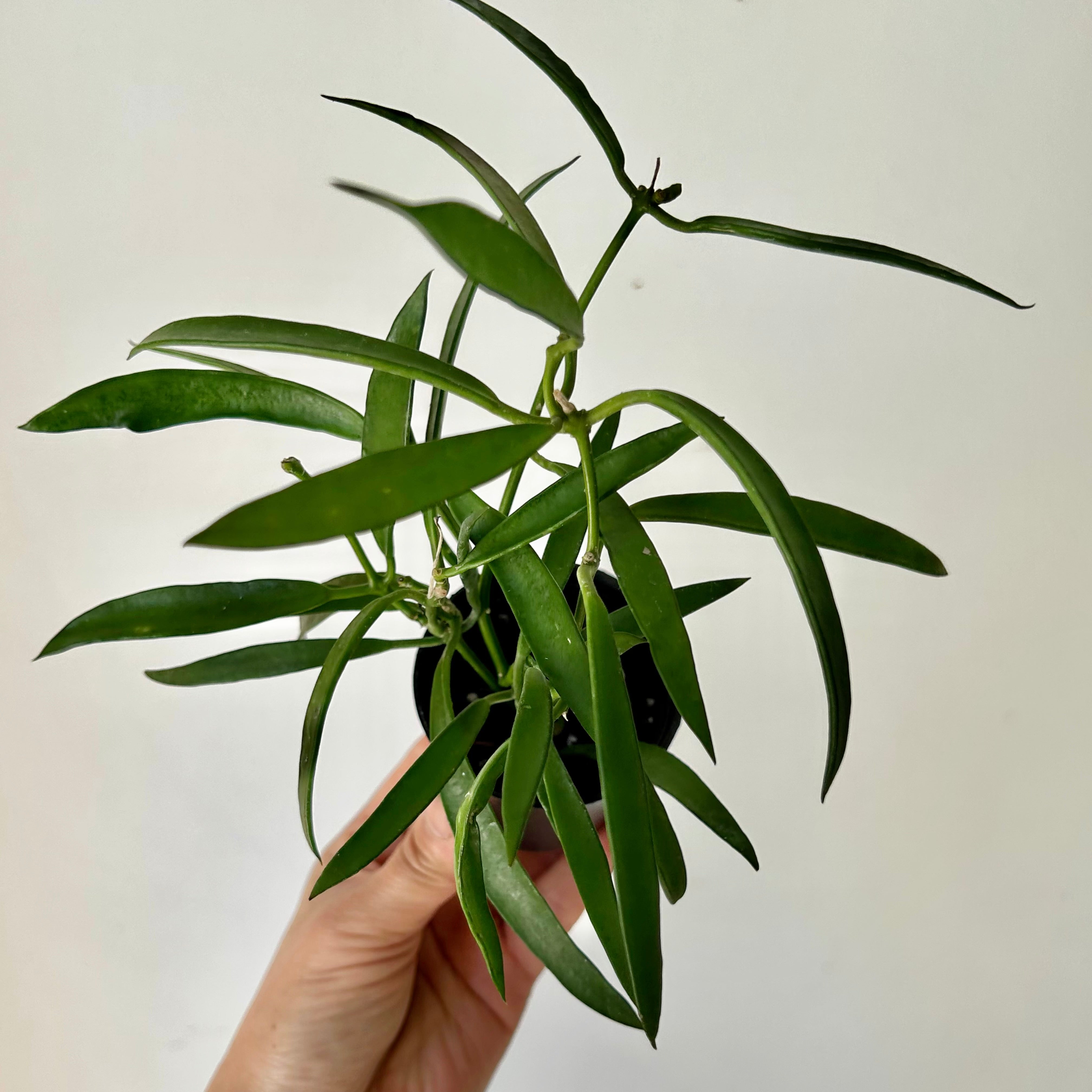 Dischidia parasitica “Philippines”
2.5” pot