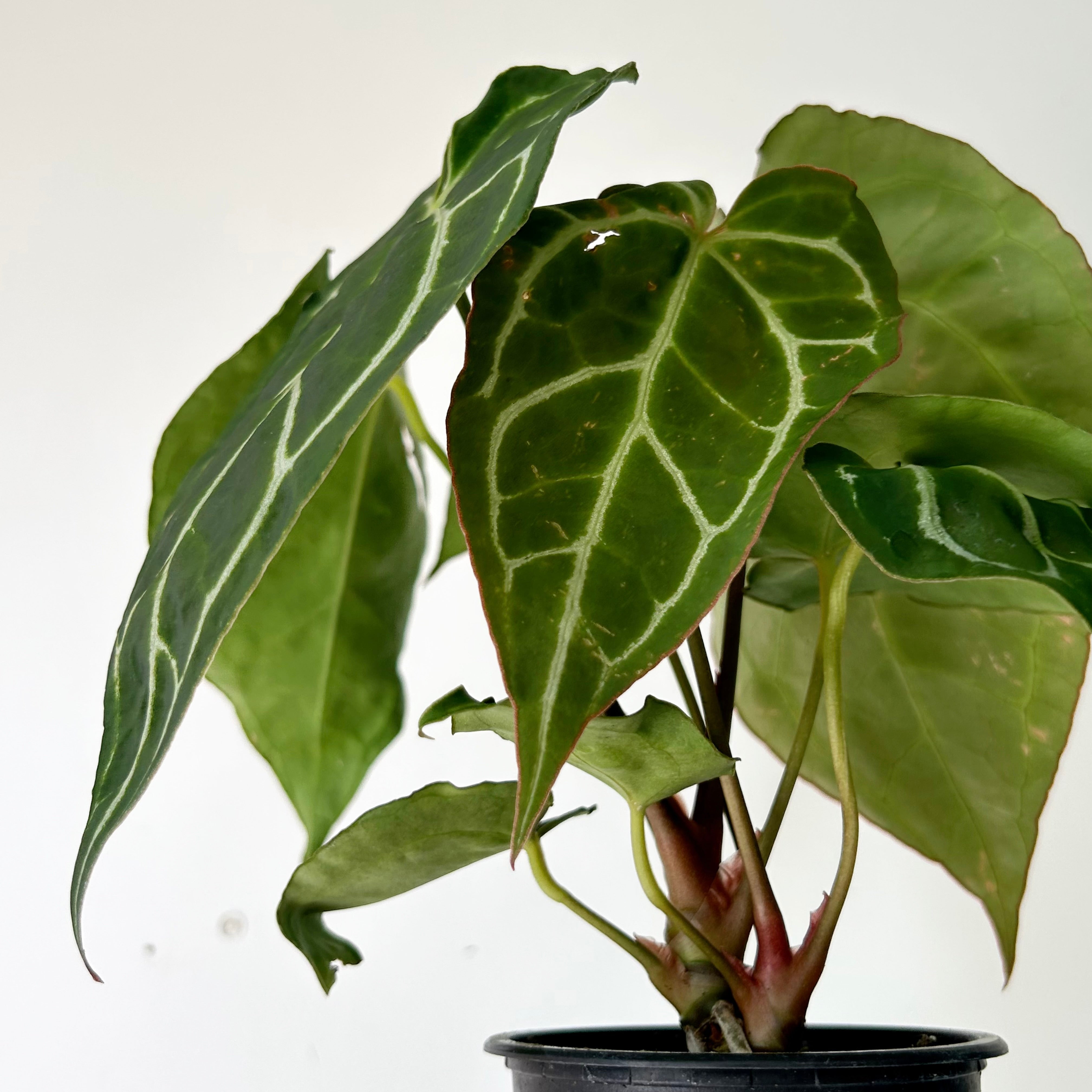 Anthurium crystallinum 4”pot