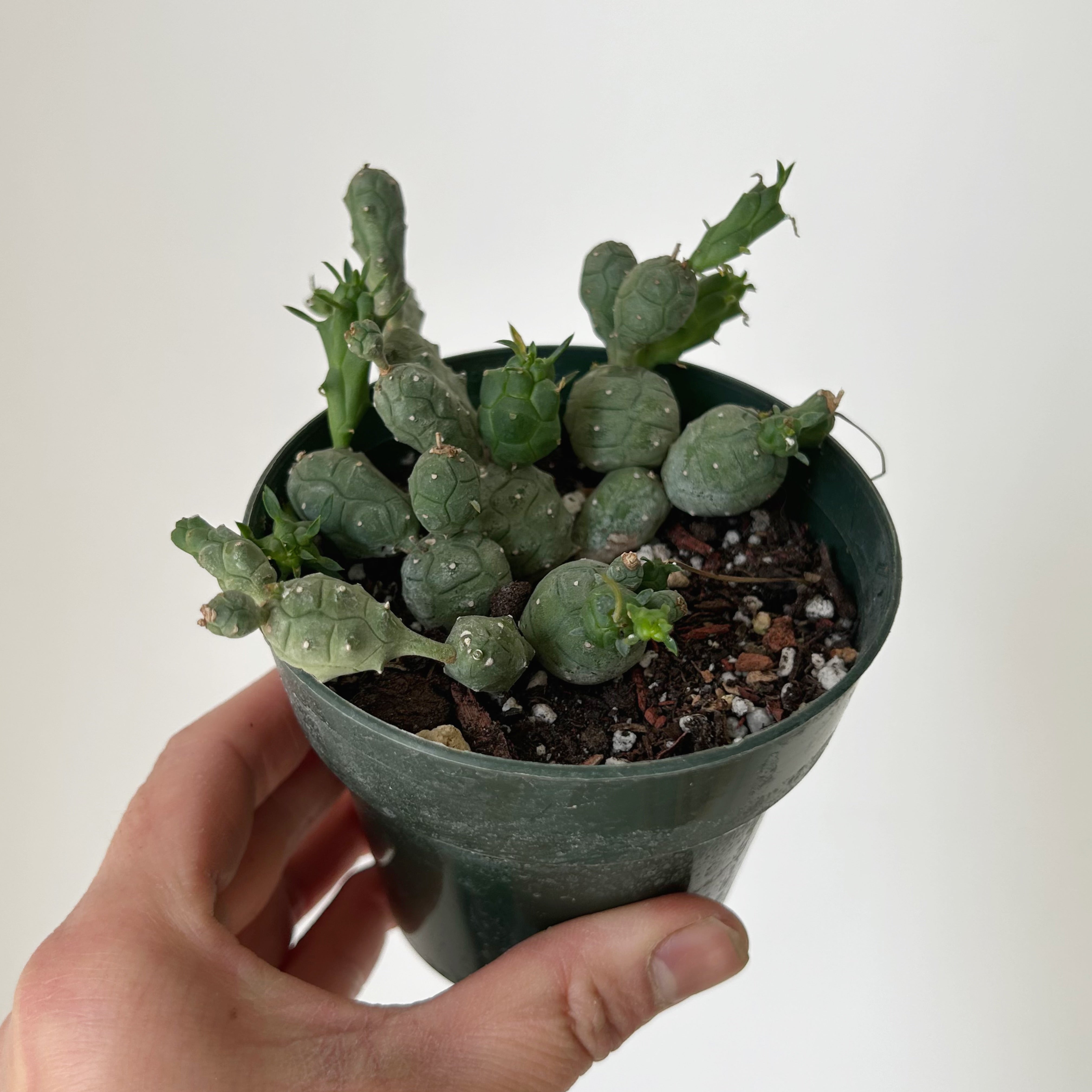 Euphorbia globosa 3.5"pot