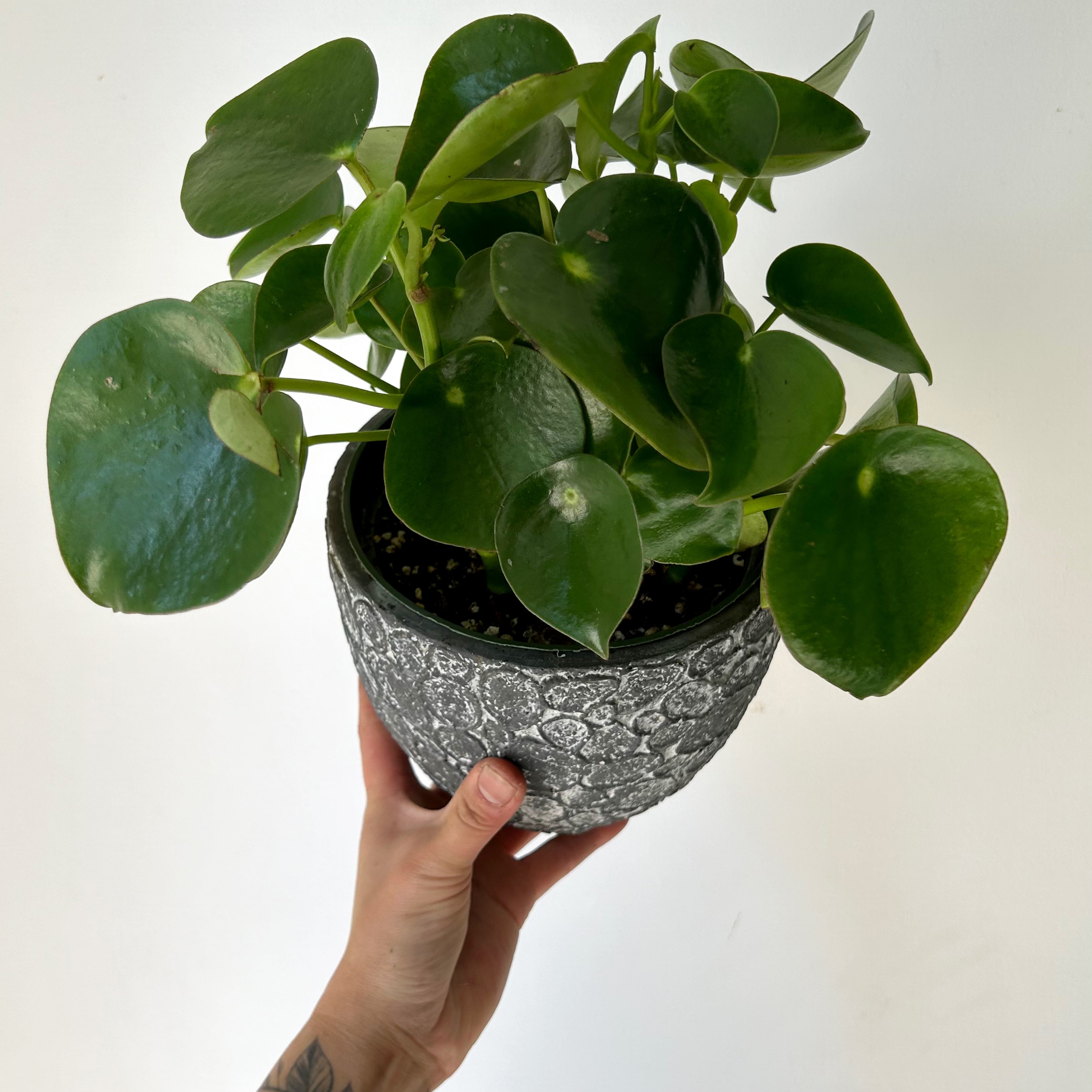 Peperomia “Raindrop” 6” pot