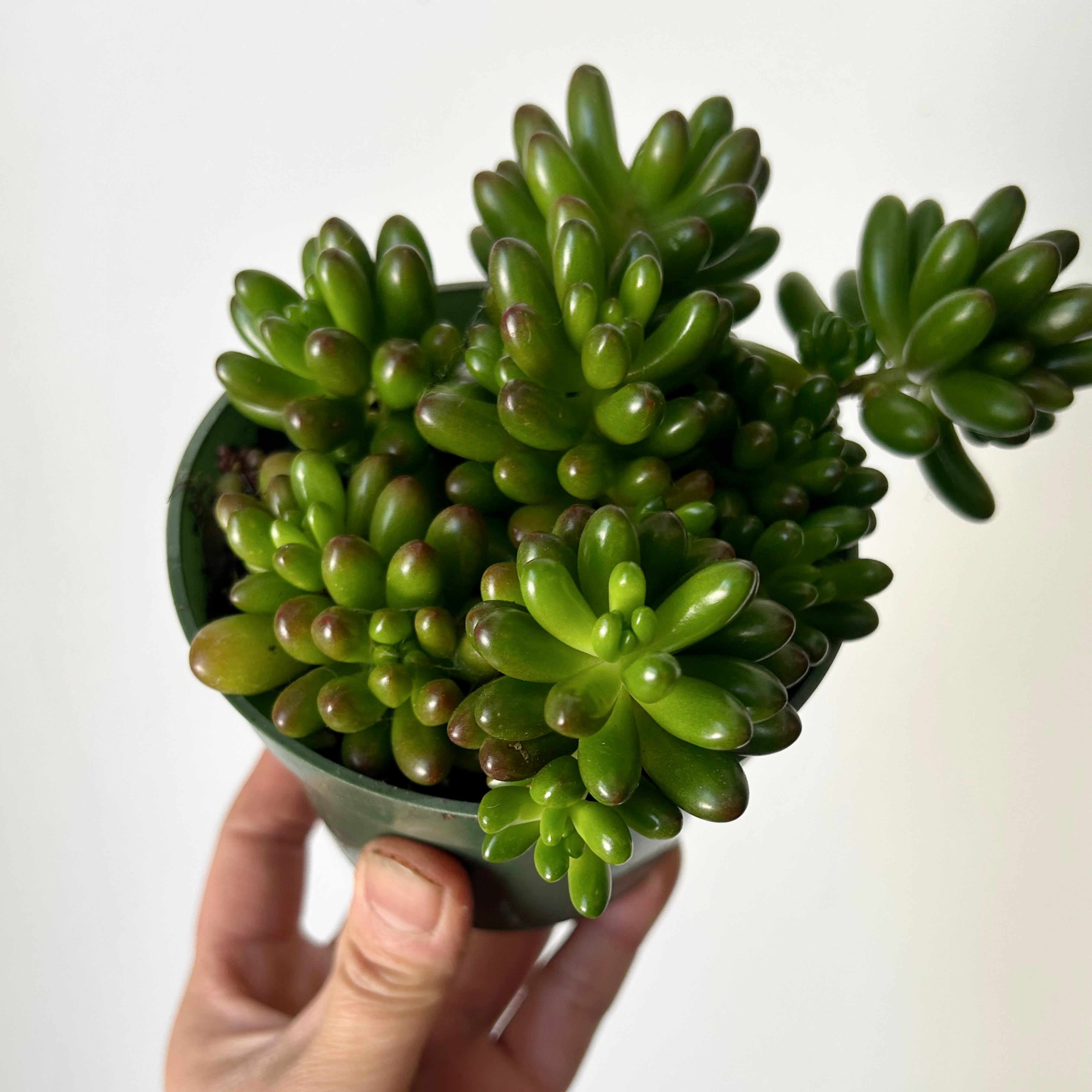 Jelly Bean Plant (Sedum rubrotinctum) 4”pot