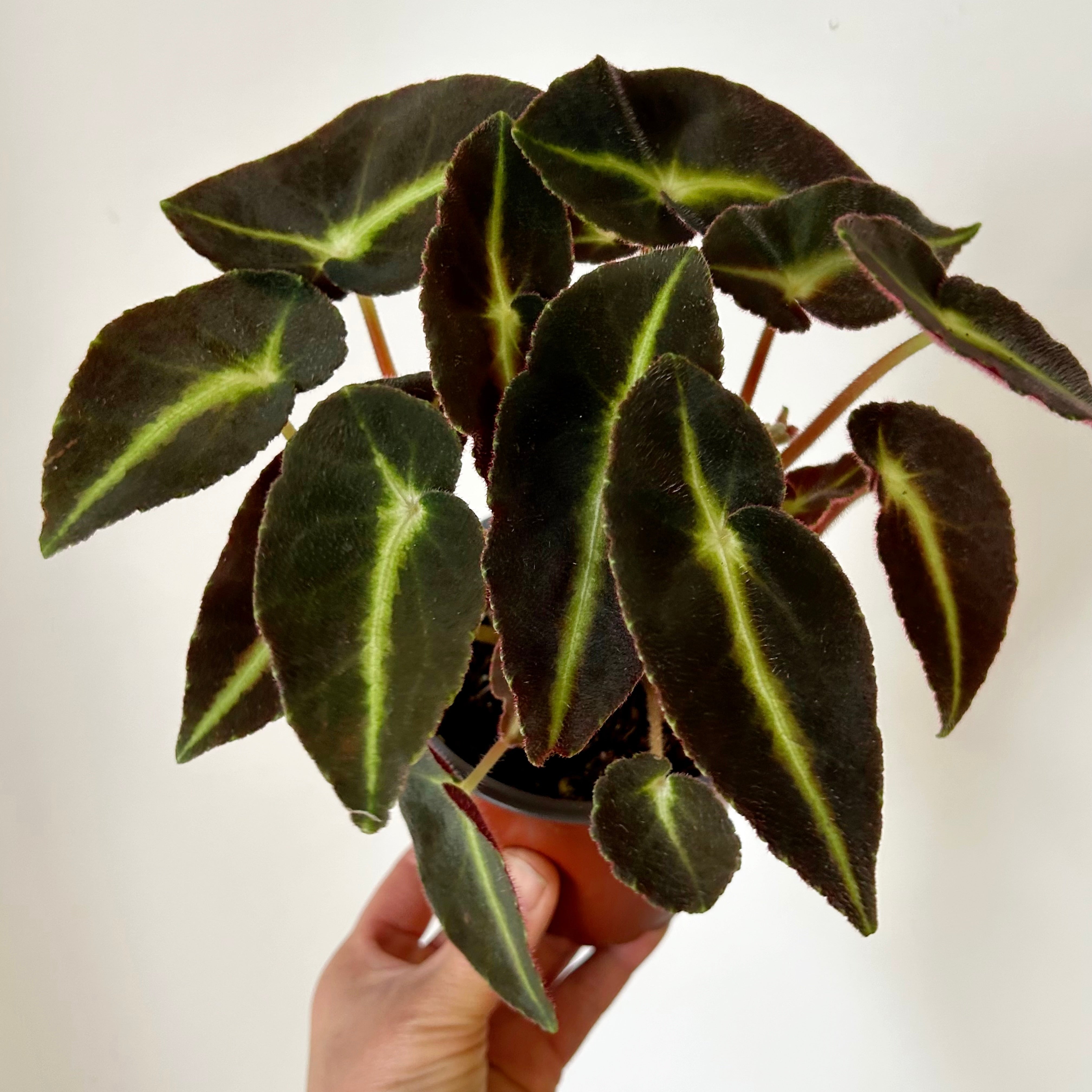 Begonia listada 5”pot