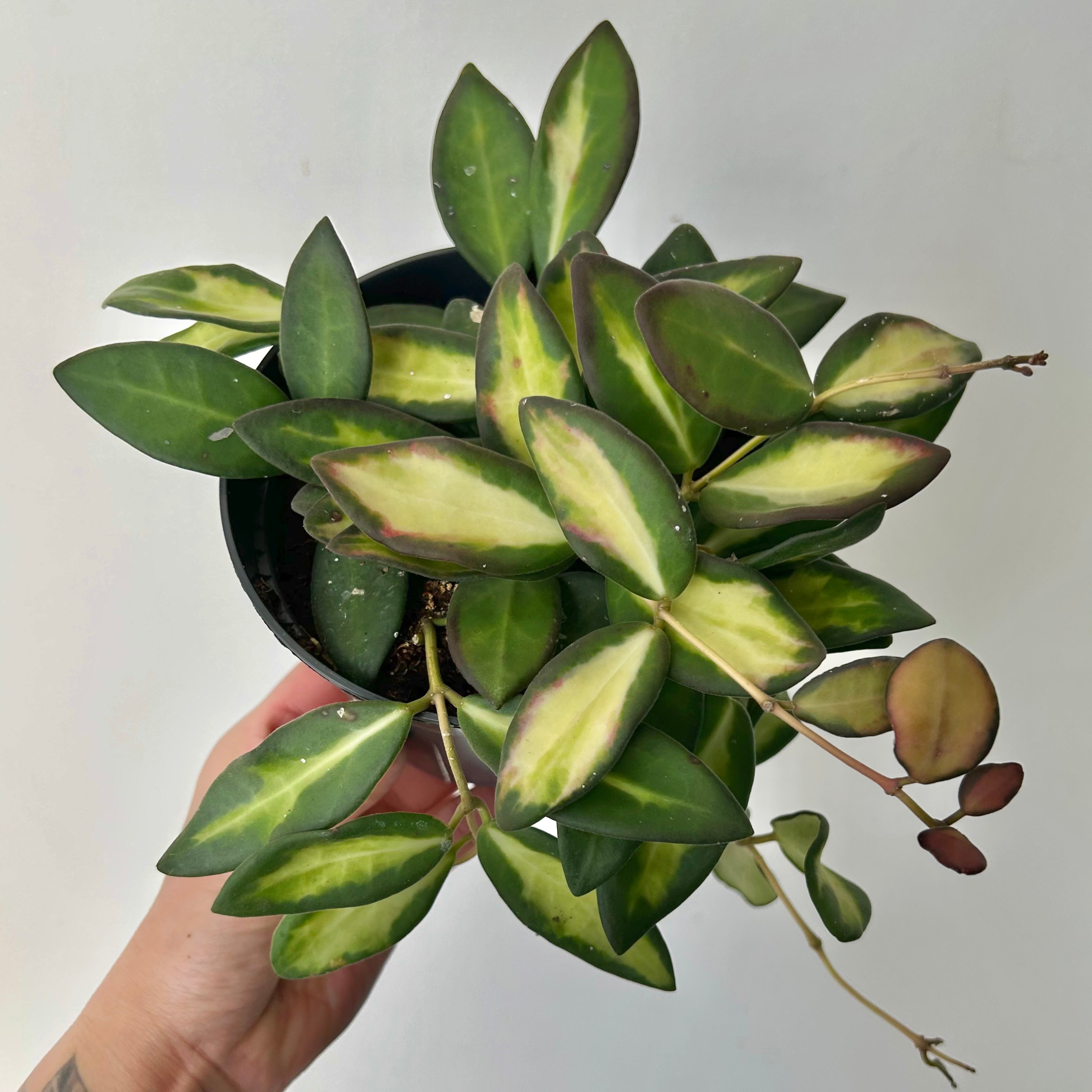 Hoya sp. aff. burtoniae variegated 5”pot