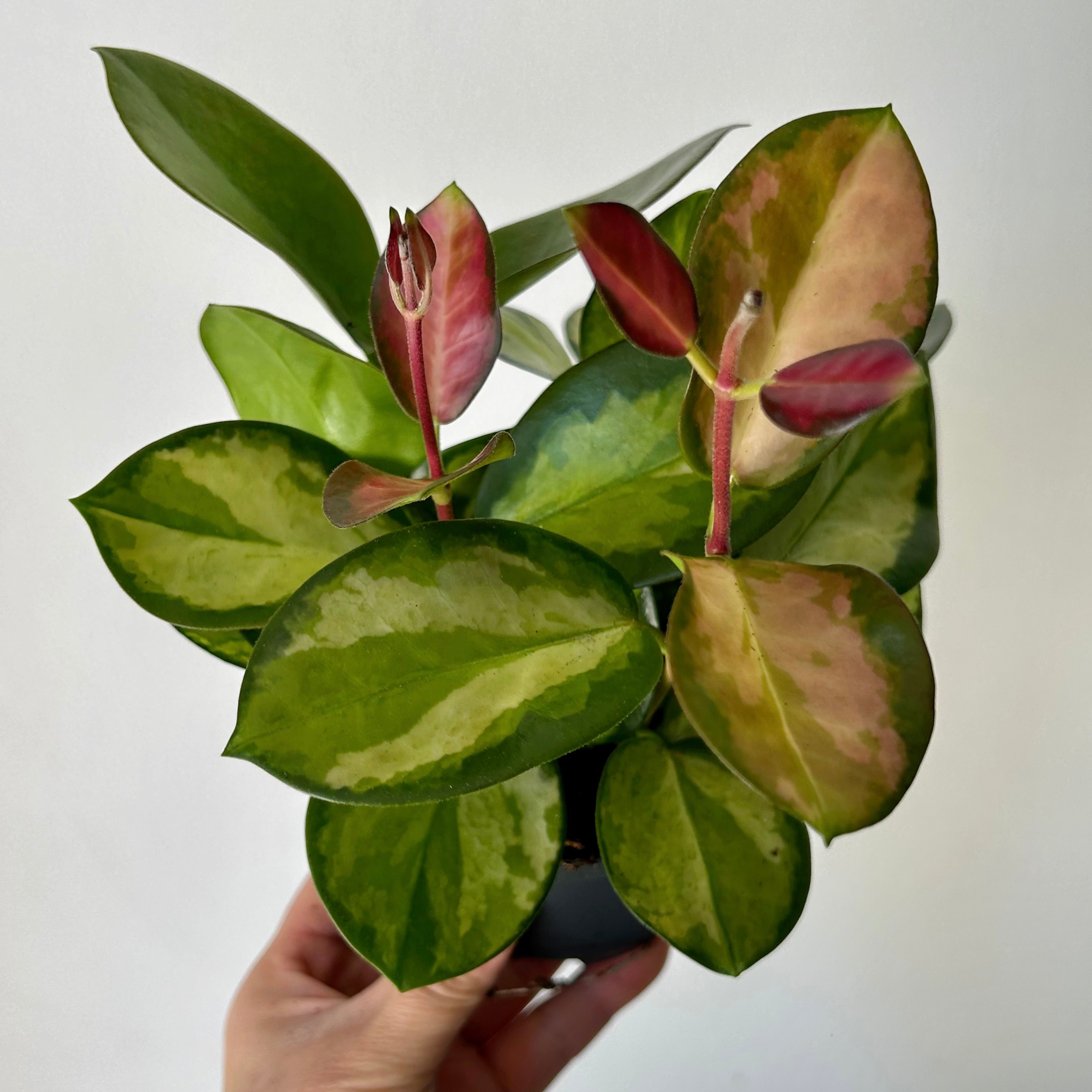 Hoya Australis “Lisa” 3.5”pot