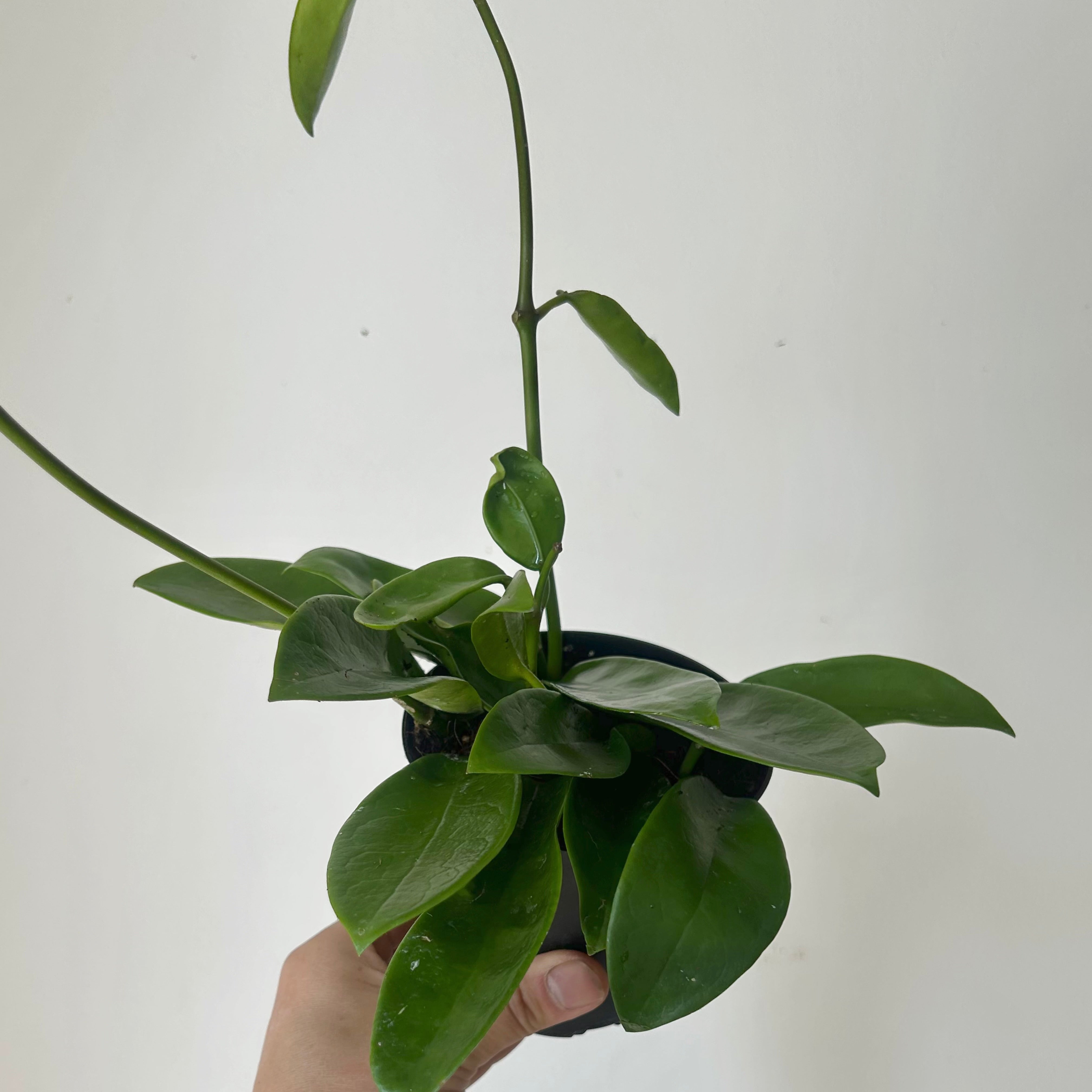 Hoya meliflua 4” pot