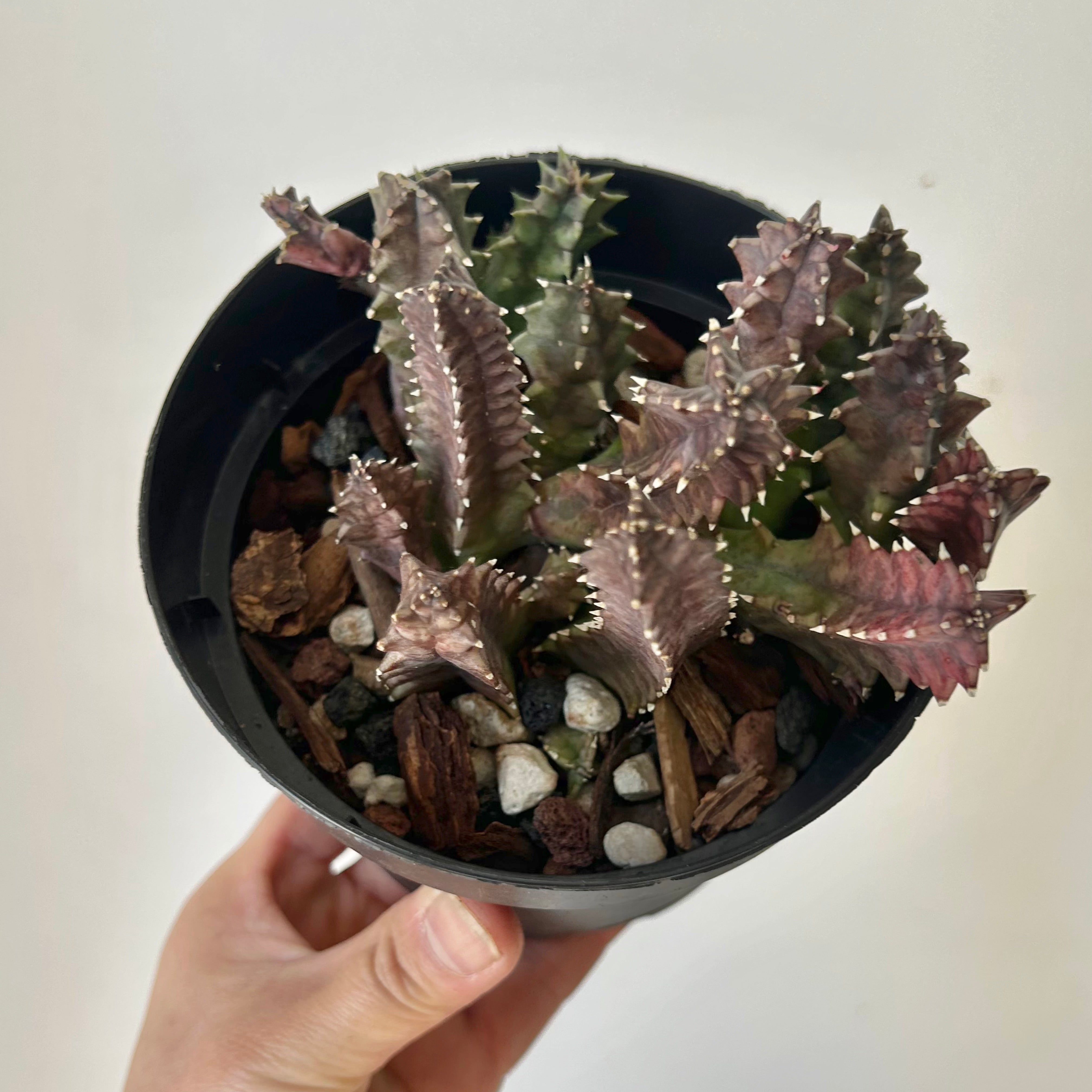 Huernia 5”pot