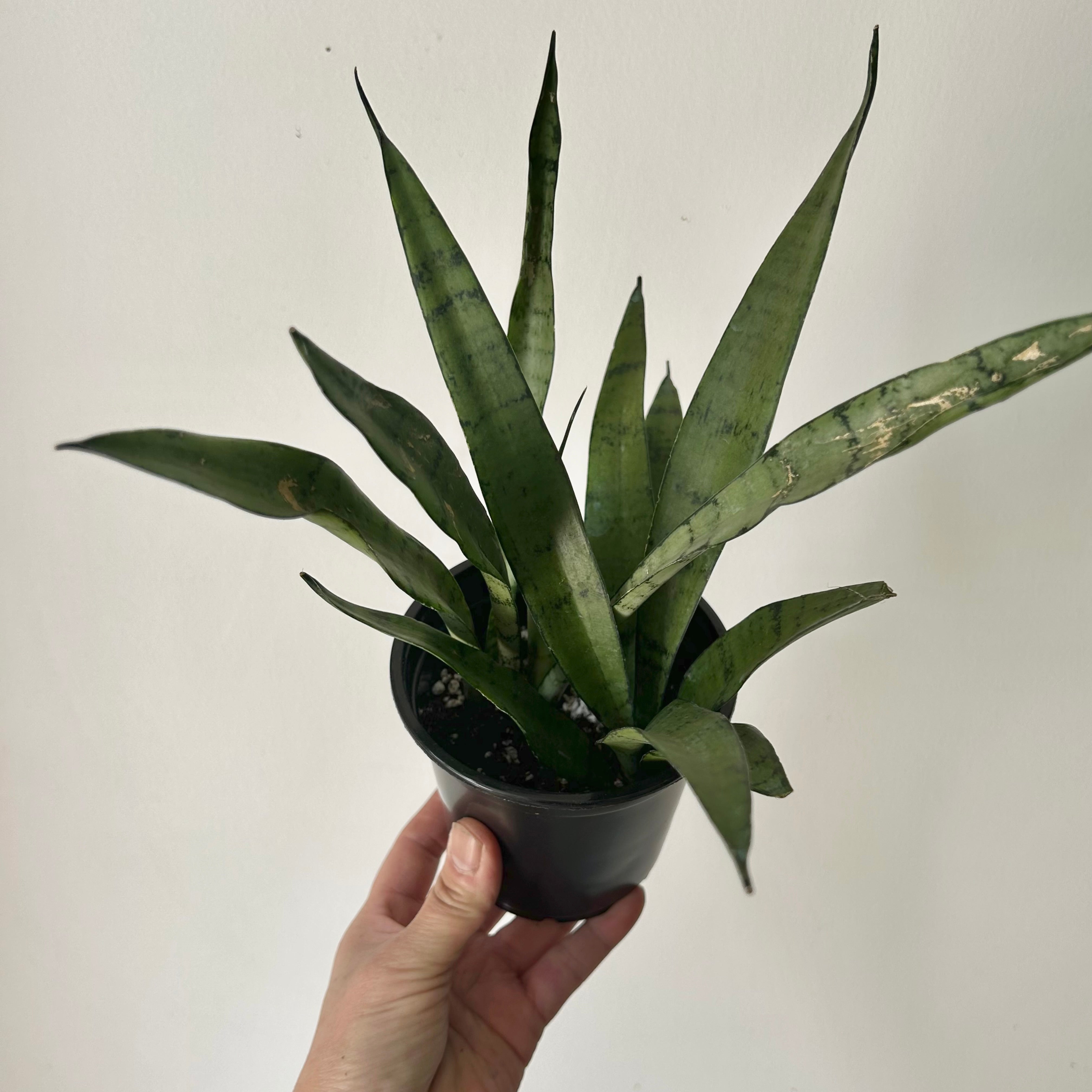 Sansevieria "Silver Streak" 3.5”pot
