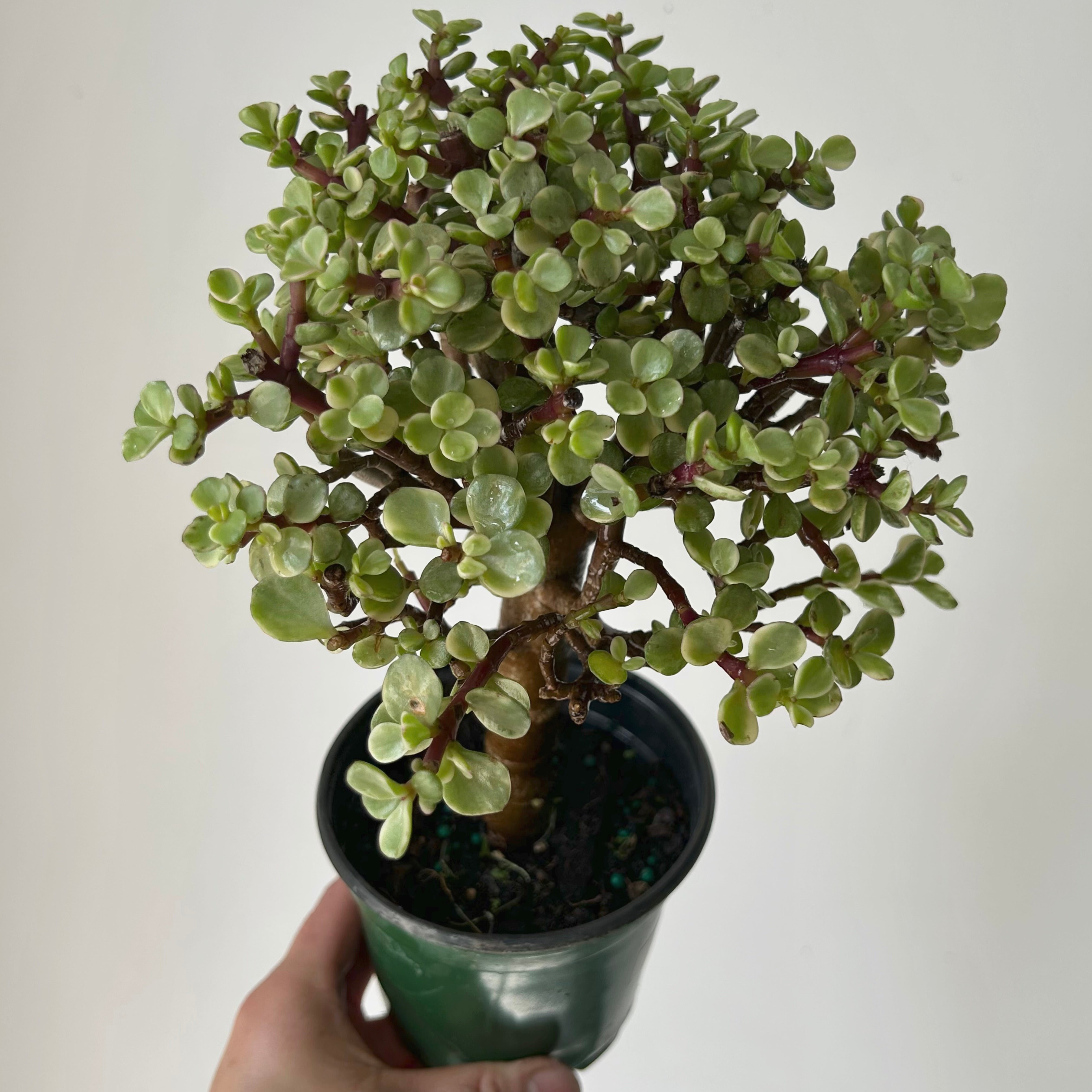 Variegated Elephant Jade PREFINISHED Bonsai Tree (Portulacaria Afra) 4"pot