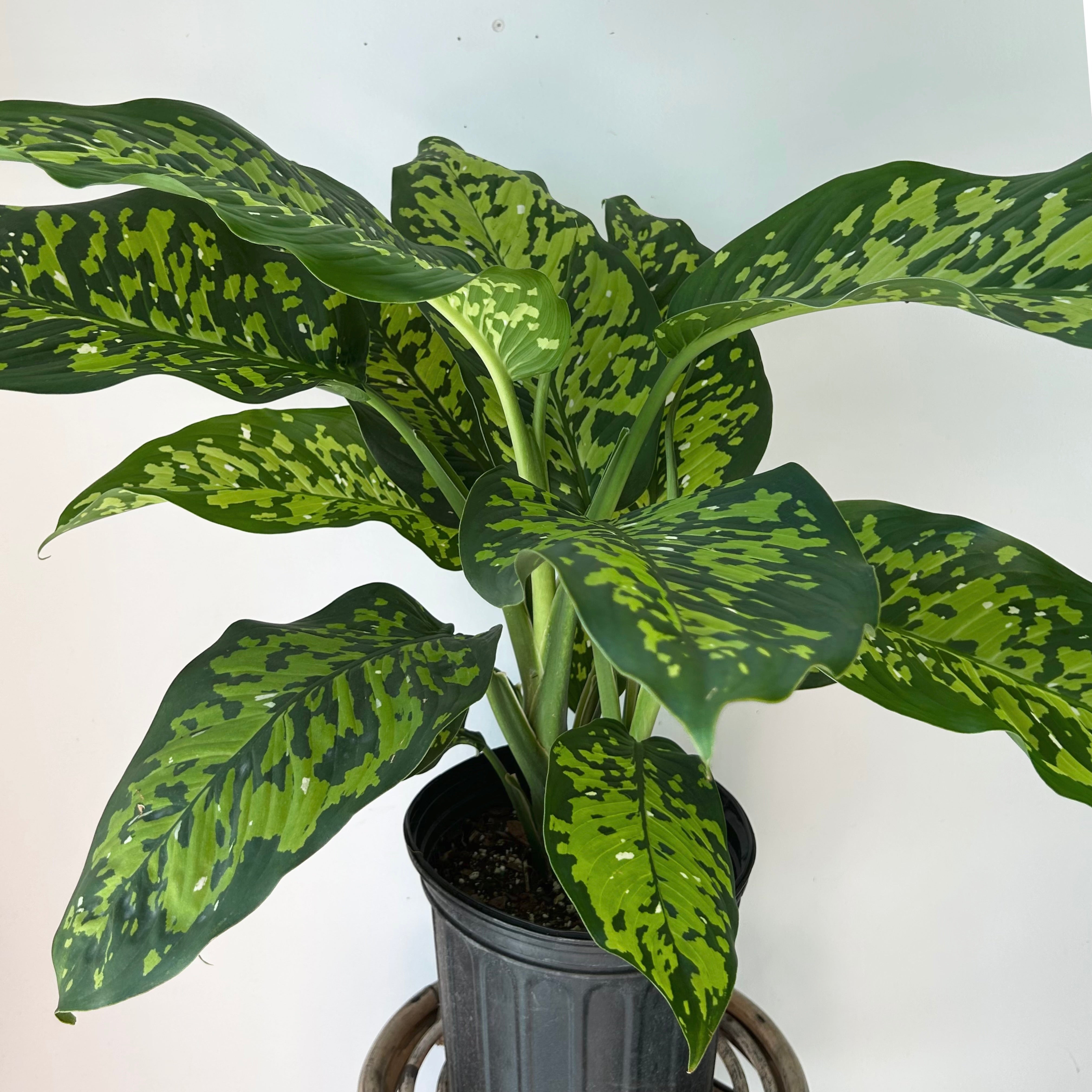 Dieffenbachia “Cheetah” 9” pot