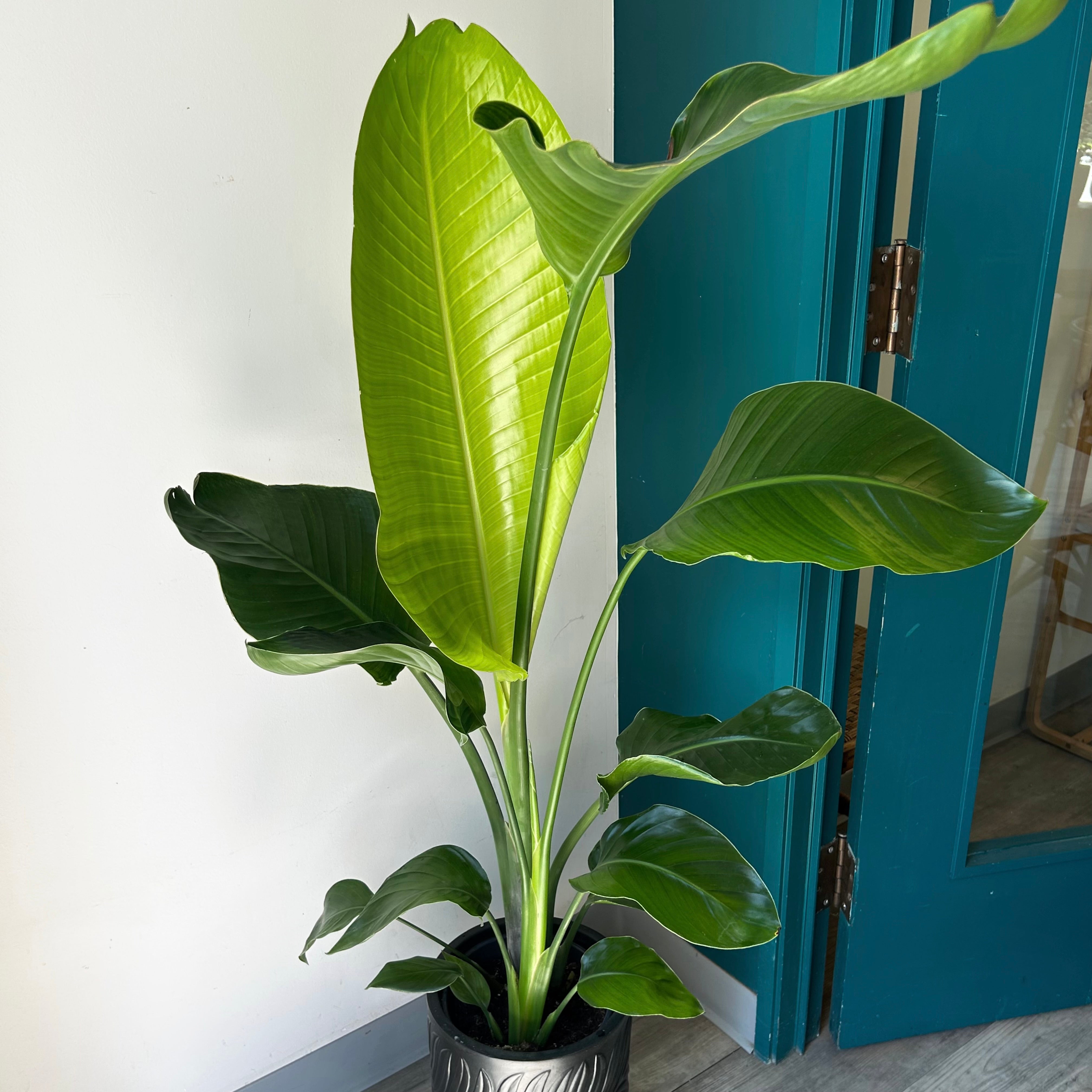 White Bird of Paradise approximately 4ft tall in 8”pot