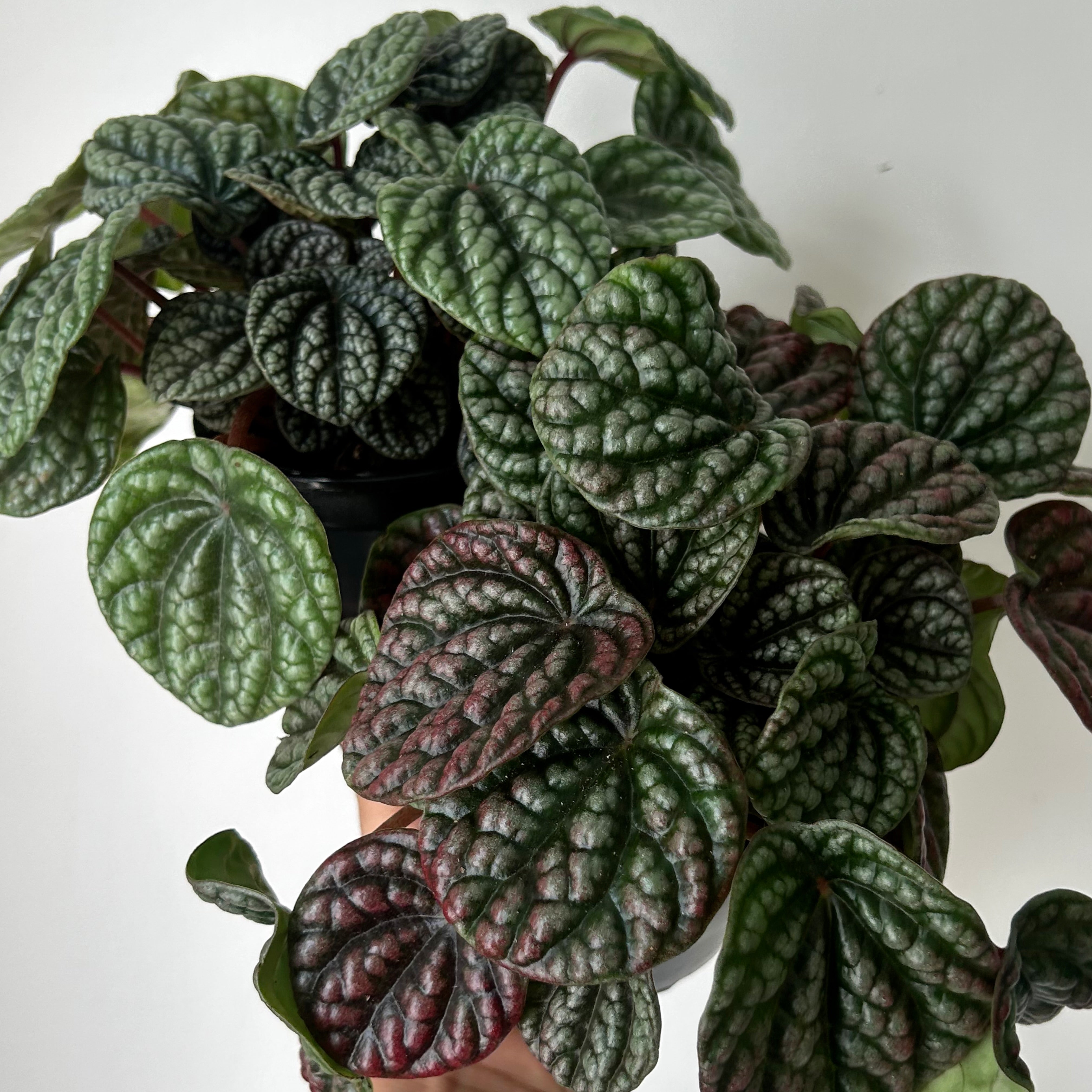 Peperomia caperata “Burbella” 4” pot