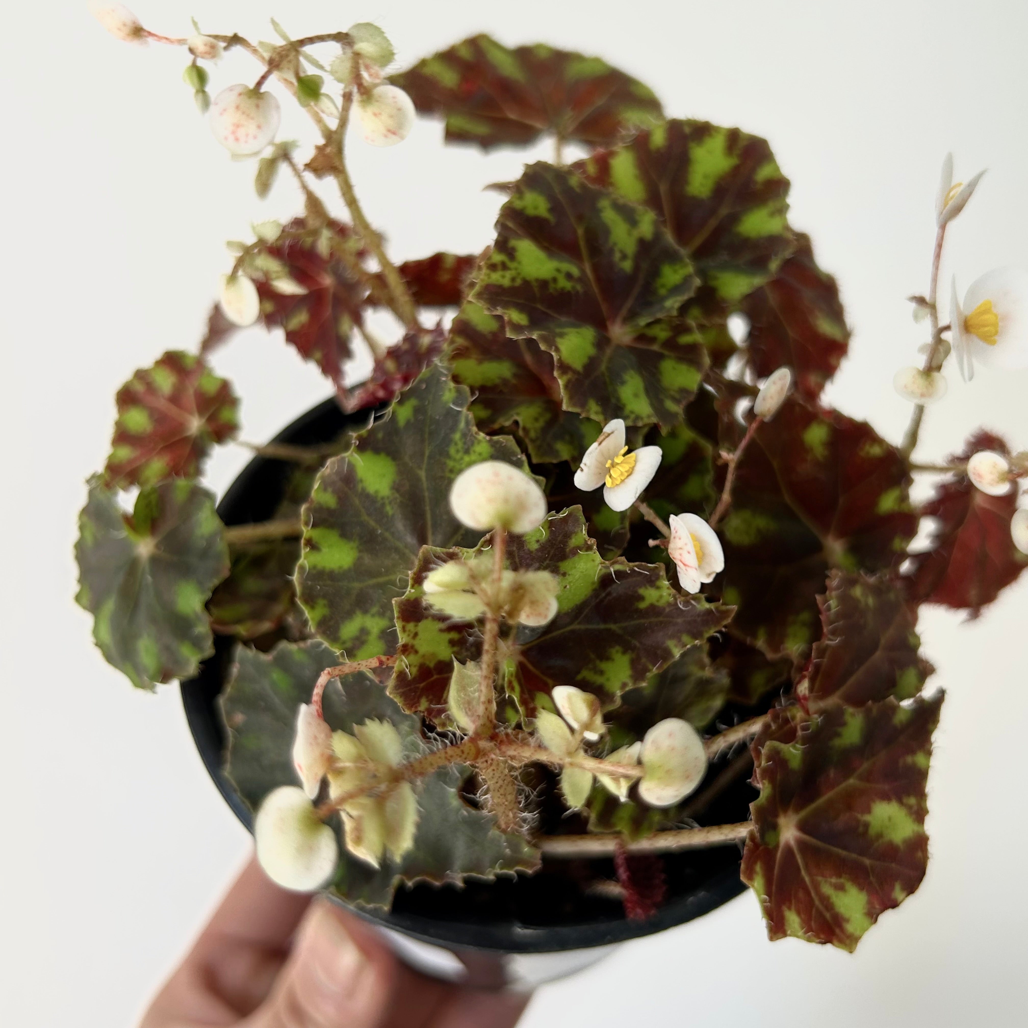 Begonia “Tiger Paw” 4" pot