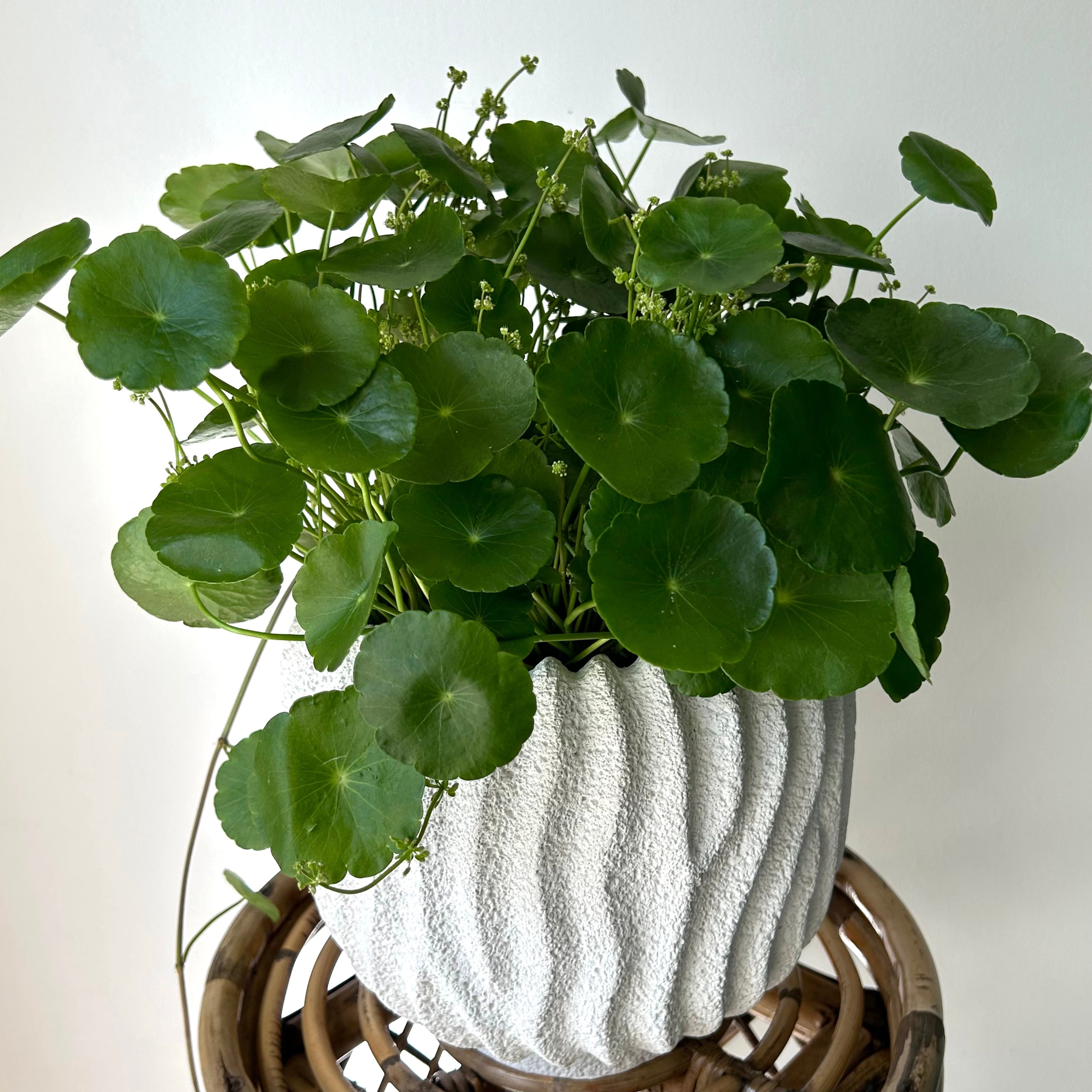 CASPIAN decorative textured cement pot (available in two sizes)