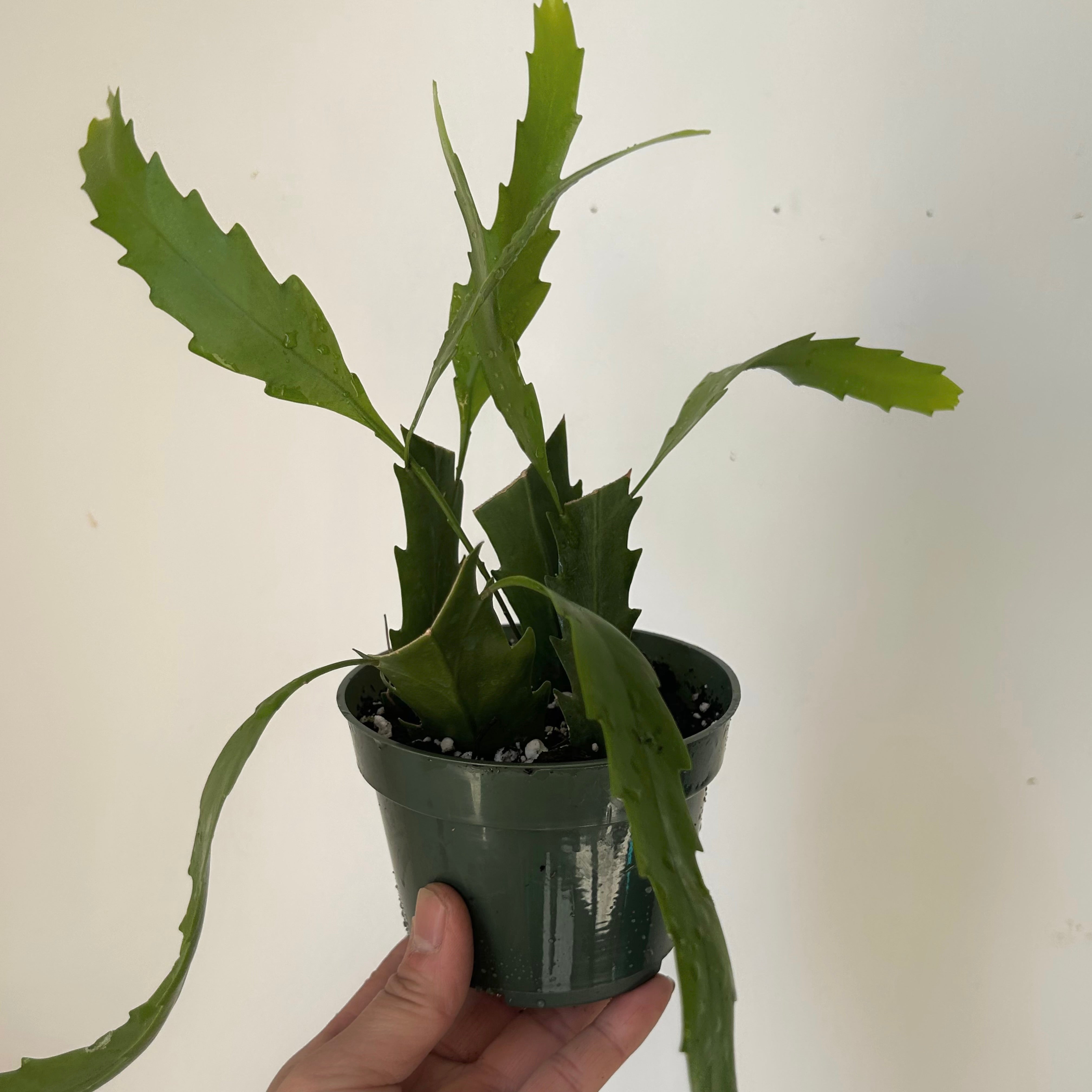 Snowdrop Cactus (Lepismium houlletianum) 4” pot