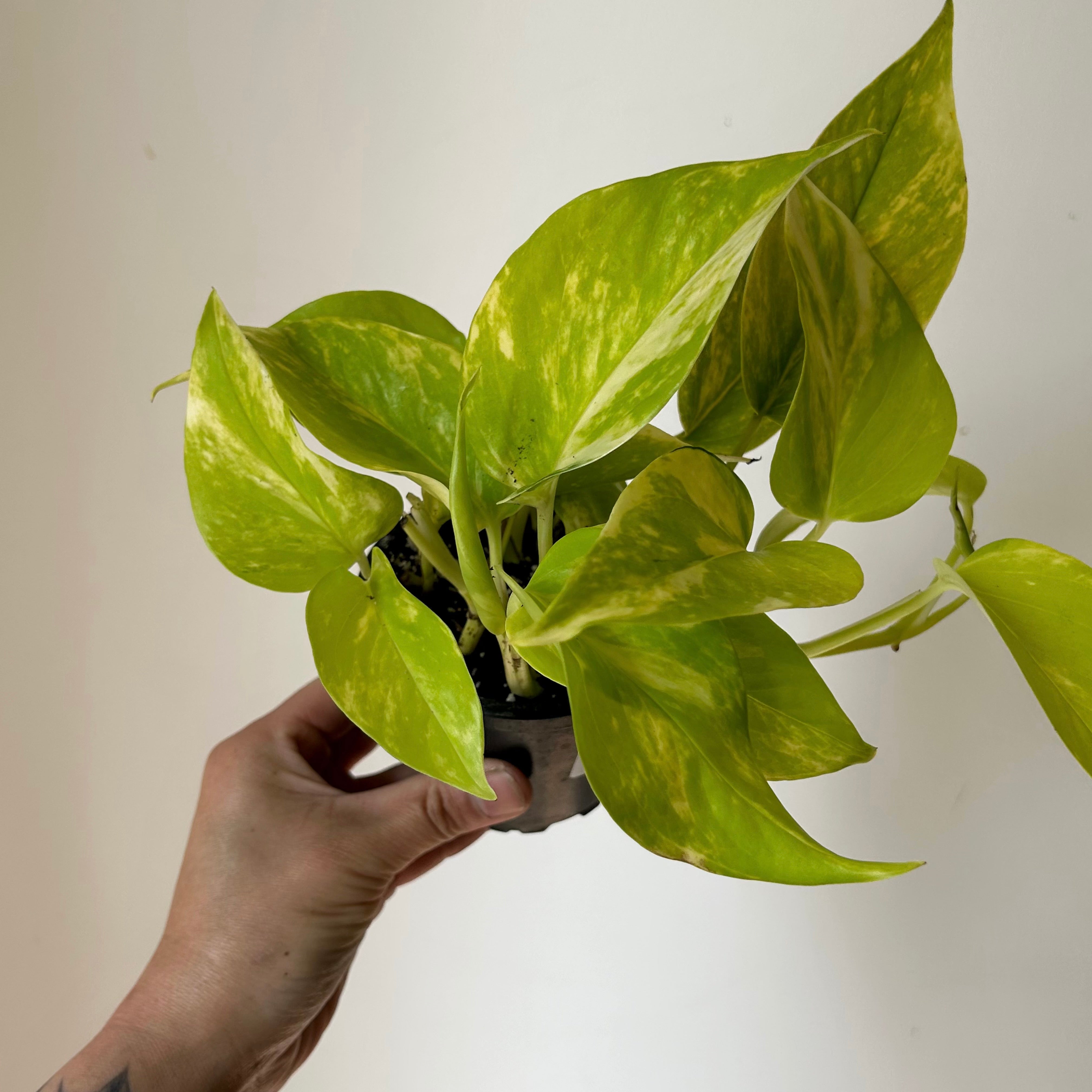 Variegated Neon Pothos (Teruno kaguya) 3.5”Pot
