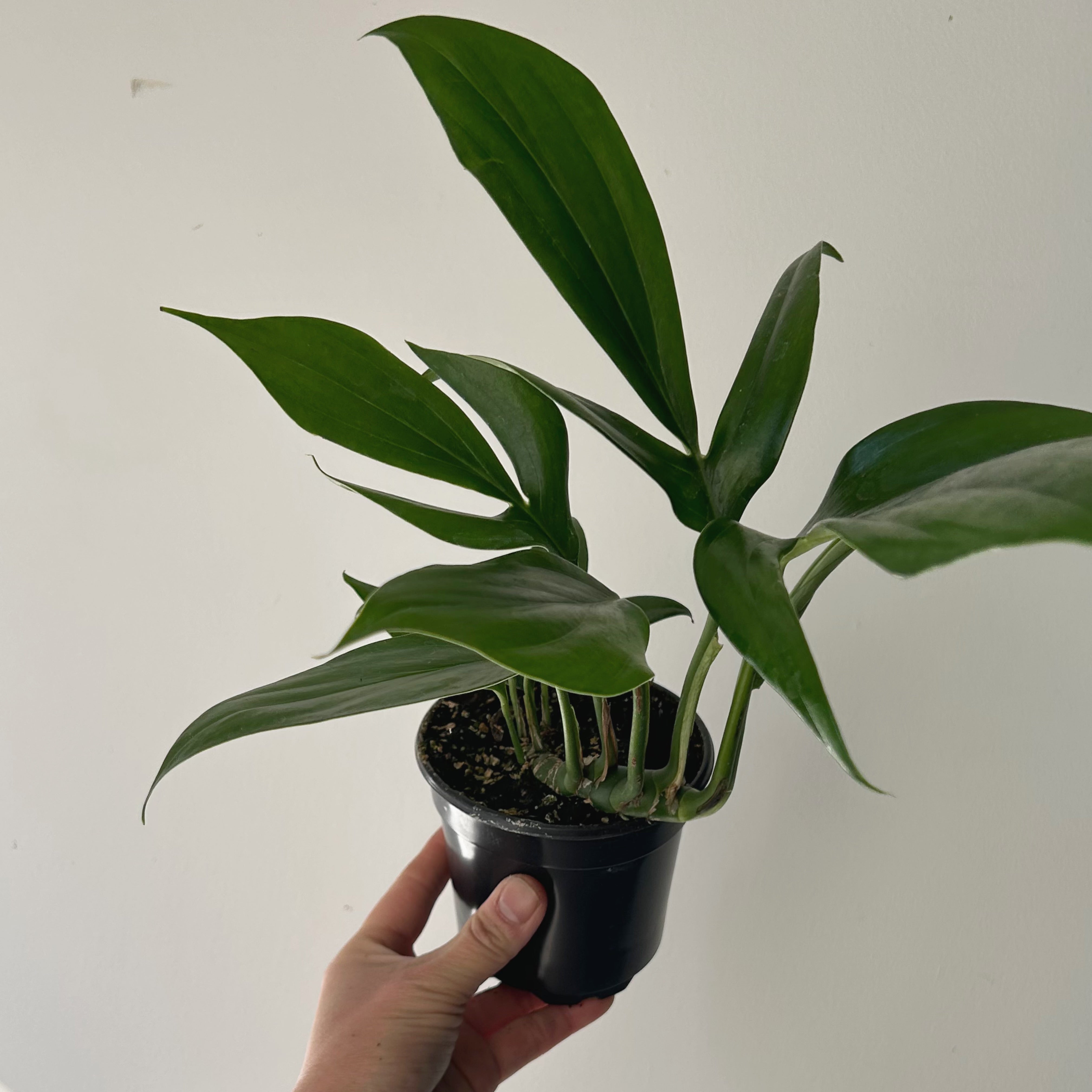 Dragon Tail Plant (Rhaphidophora Decursiva) 4” pot