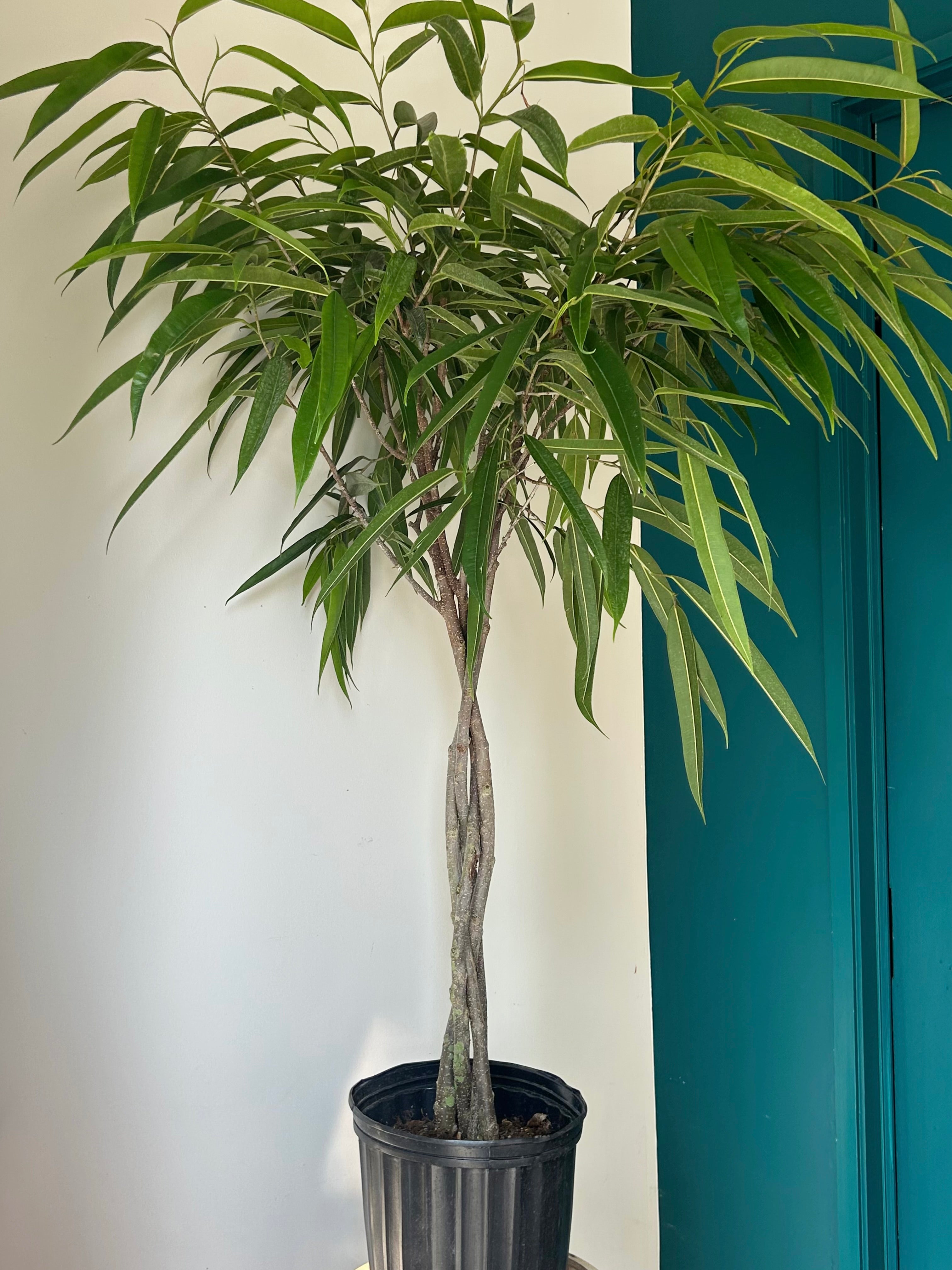 Ficus “Alii” (maclellandii) approximately 4.5 ft in 10” pot