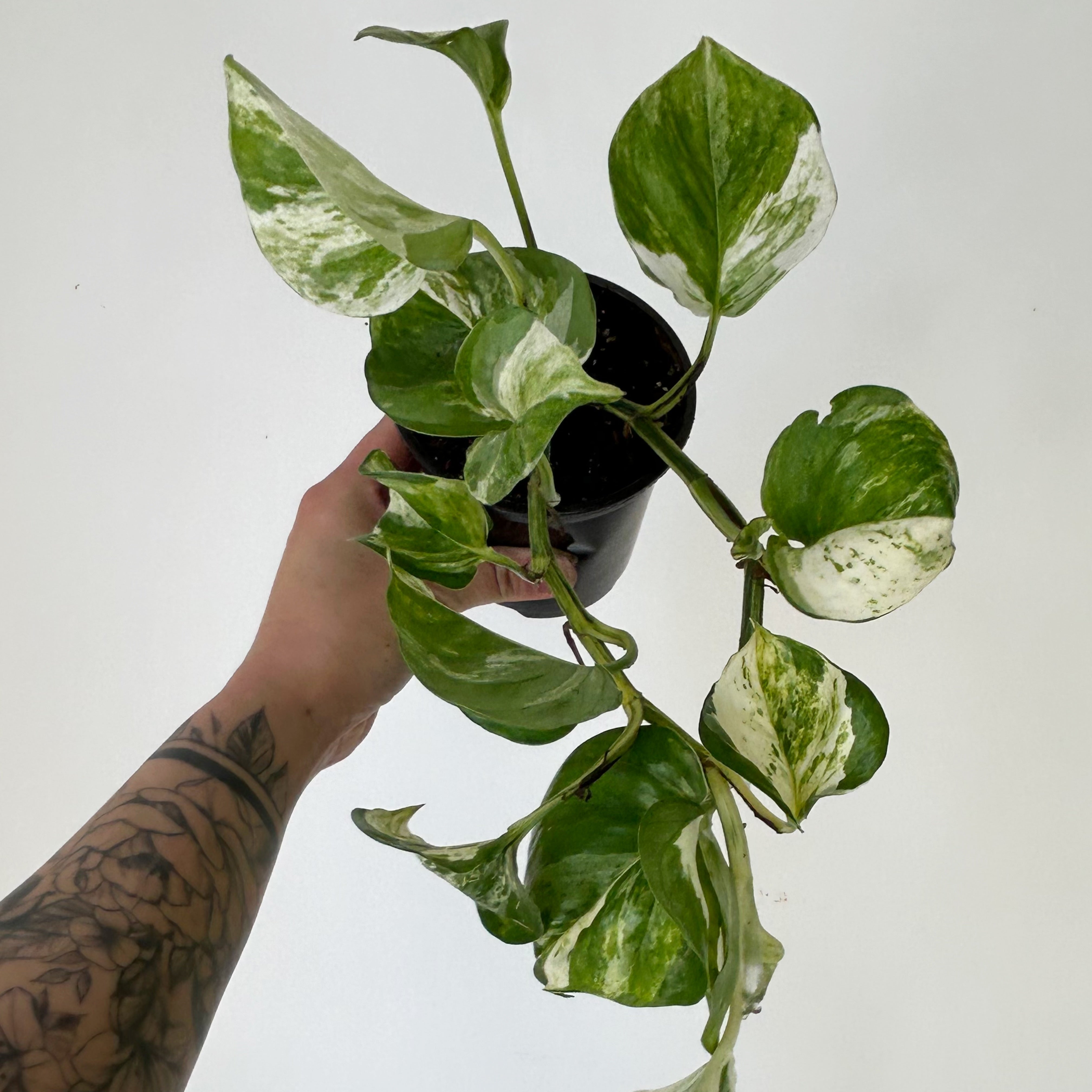 Manjula pothos 4”pot
