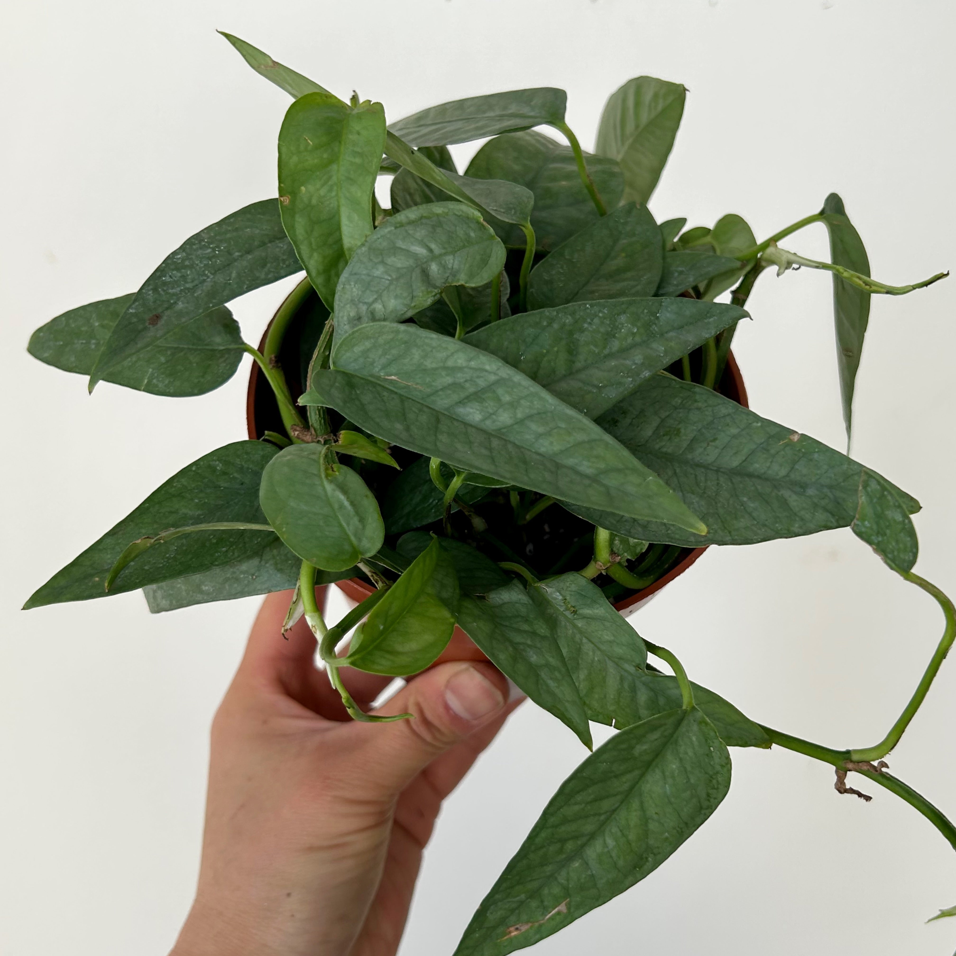 Pothos “Cebu Blue” 4”pot