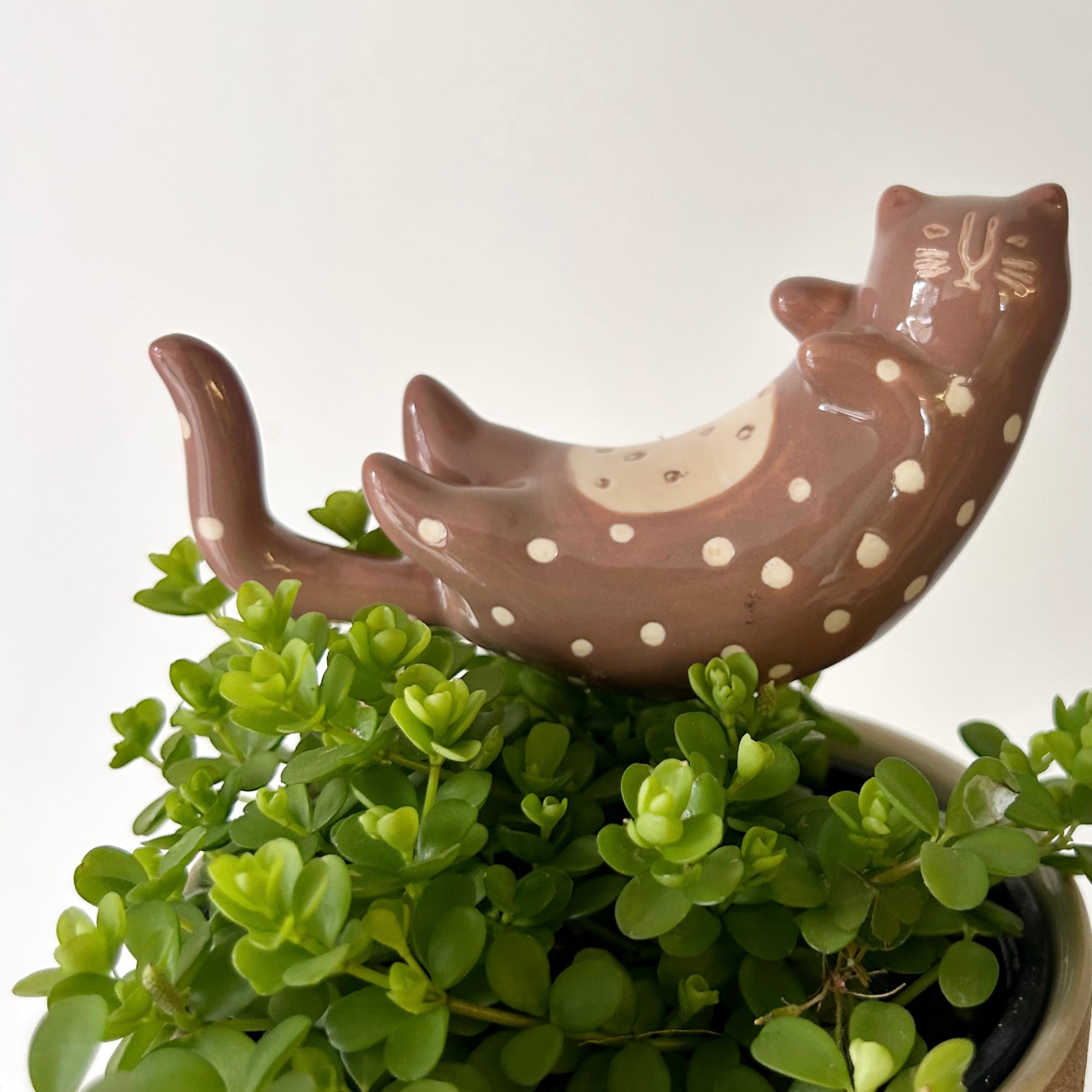 CURIOUS CATS-Ceramic Decorative Accents