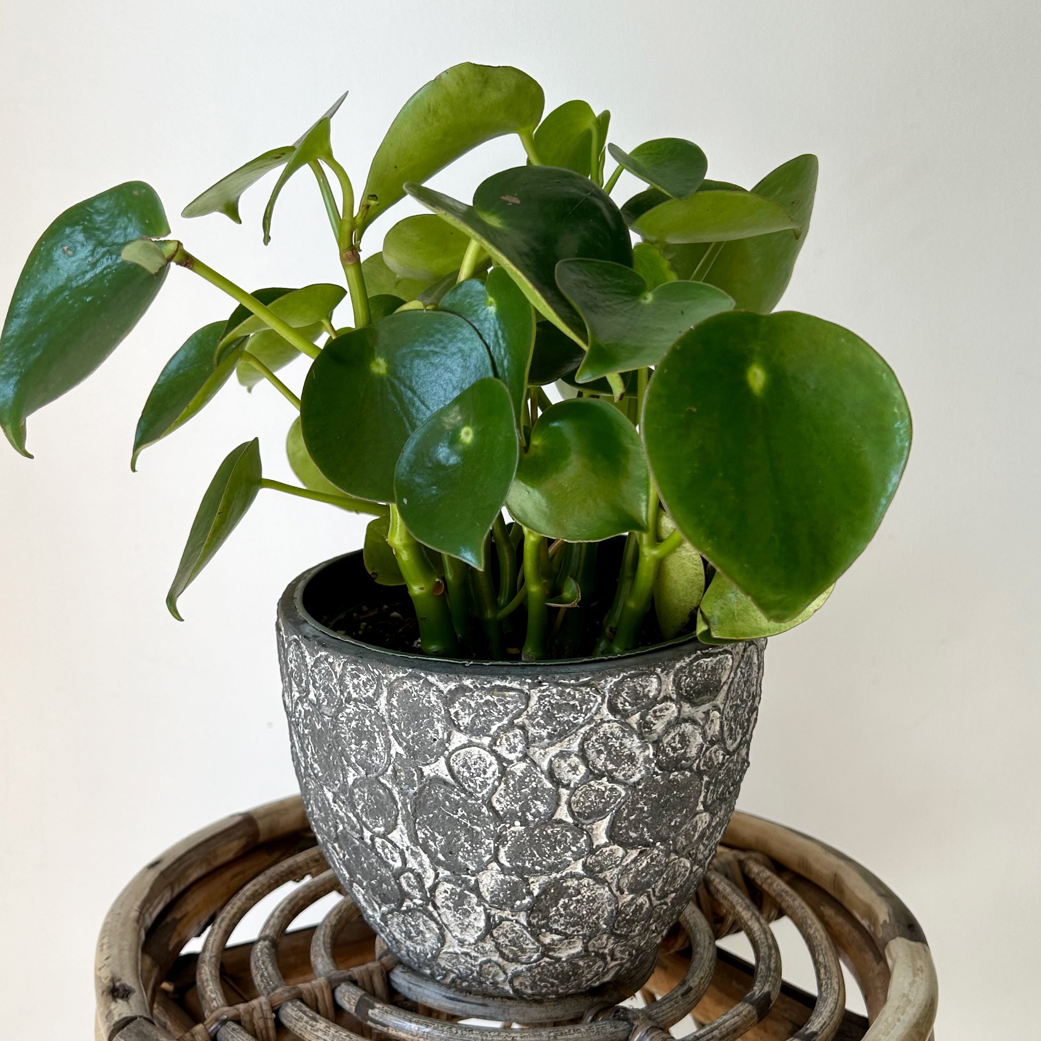 Peperomia “Raindrop” 6” pot