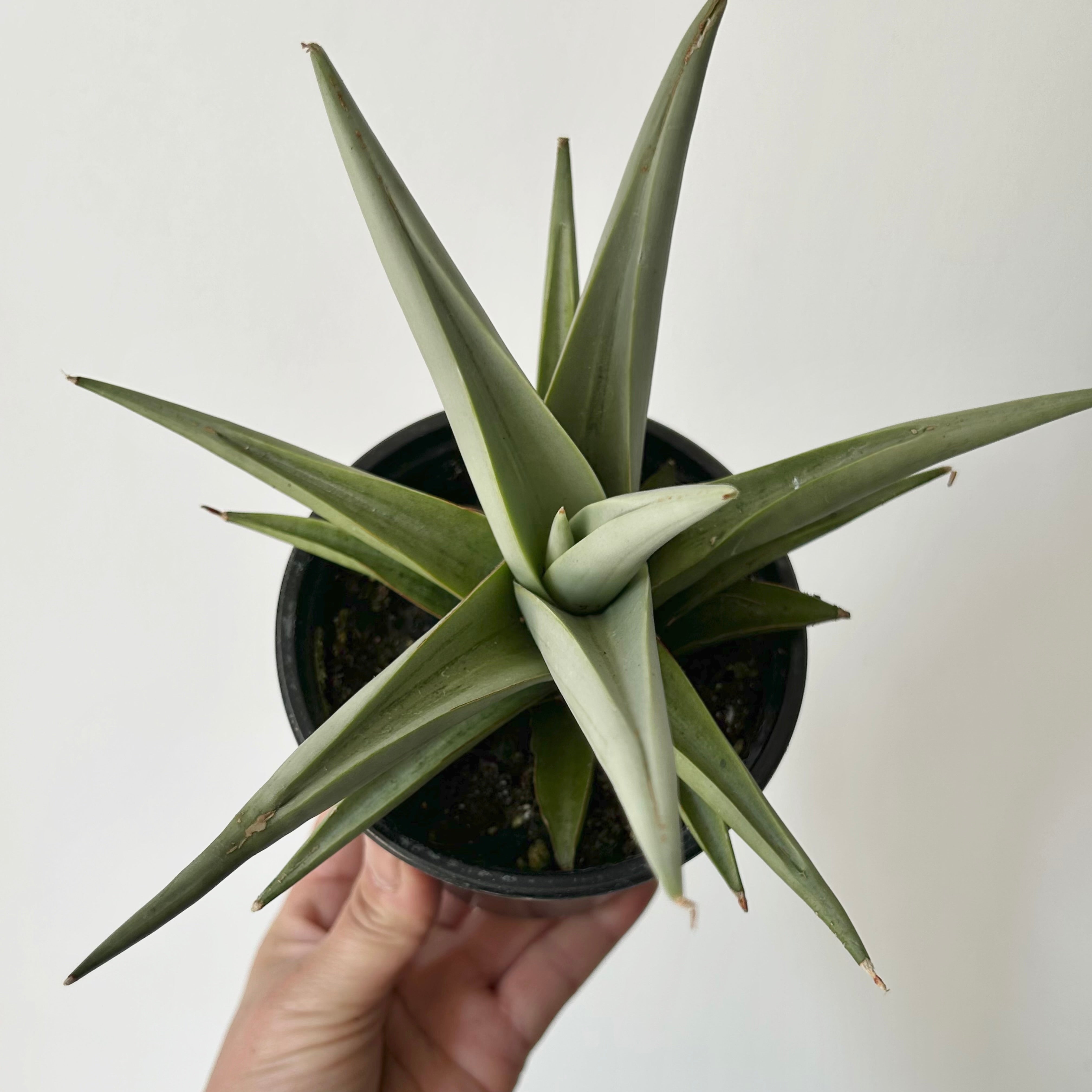 Sansevieria Yaya 'Silver Syreni” 4” pot